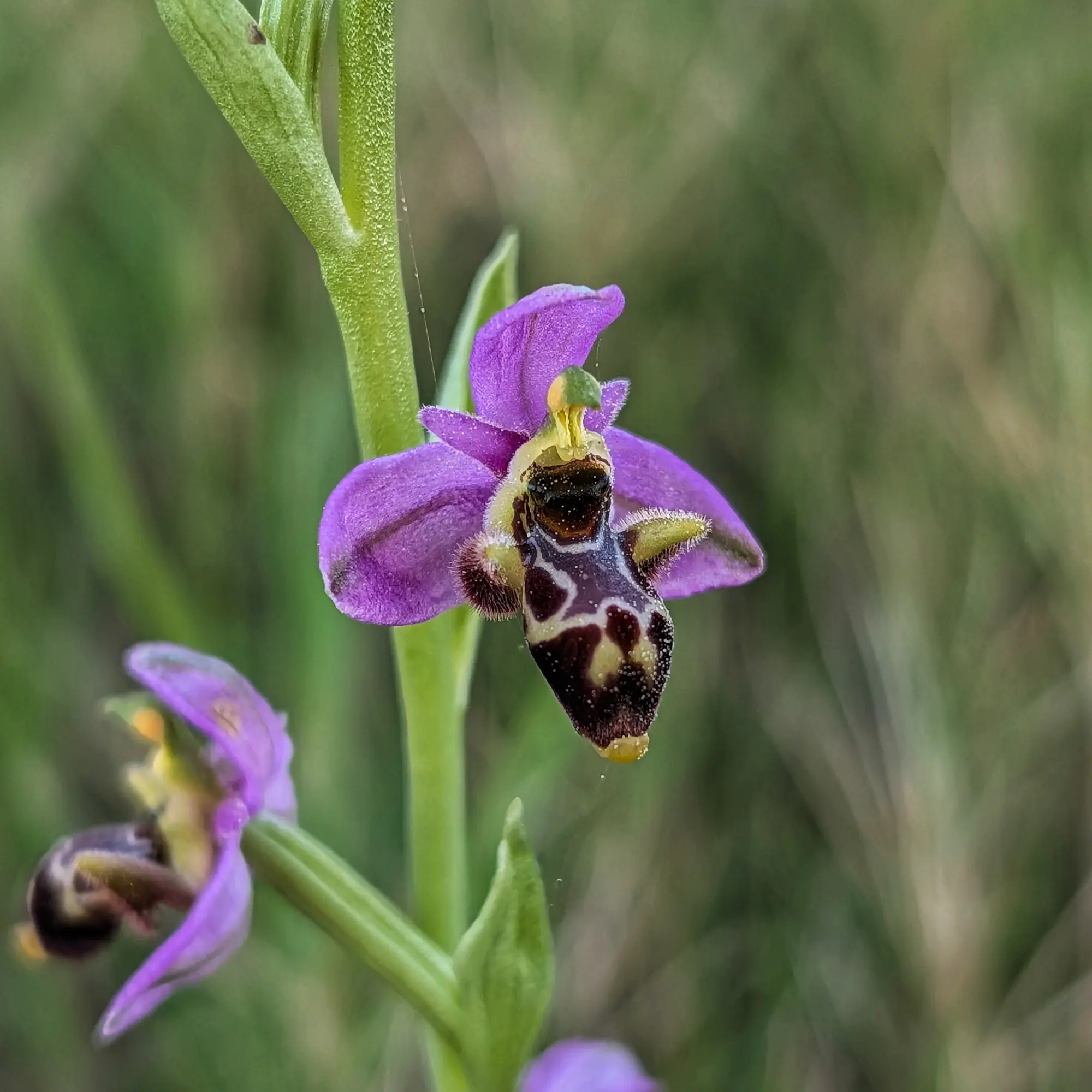 Orquídia Ophrys scolopax amb pètals morats i label fosc, sobre tija verda amb fons borrós.