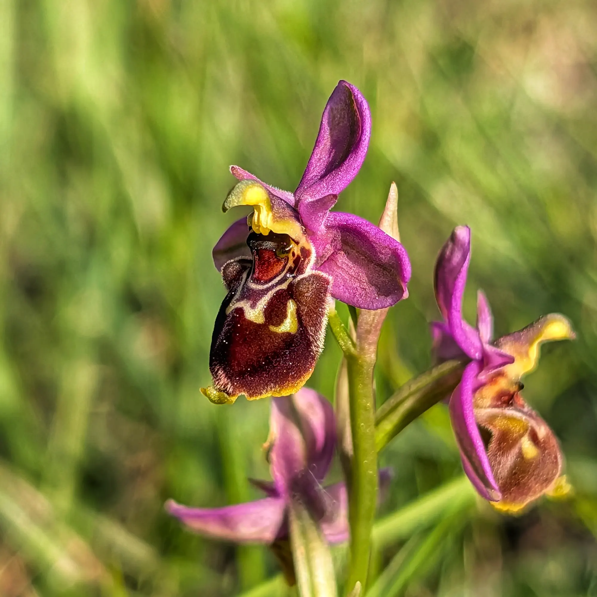 Primer pla d'orquídia Ophrys x peltieri amb pètals morats i label vellutat marró amb marques grogues, sobre fons verd.