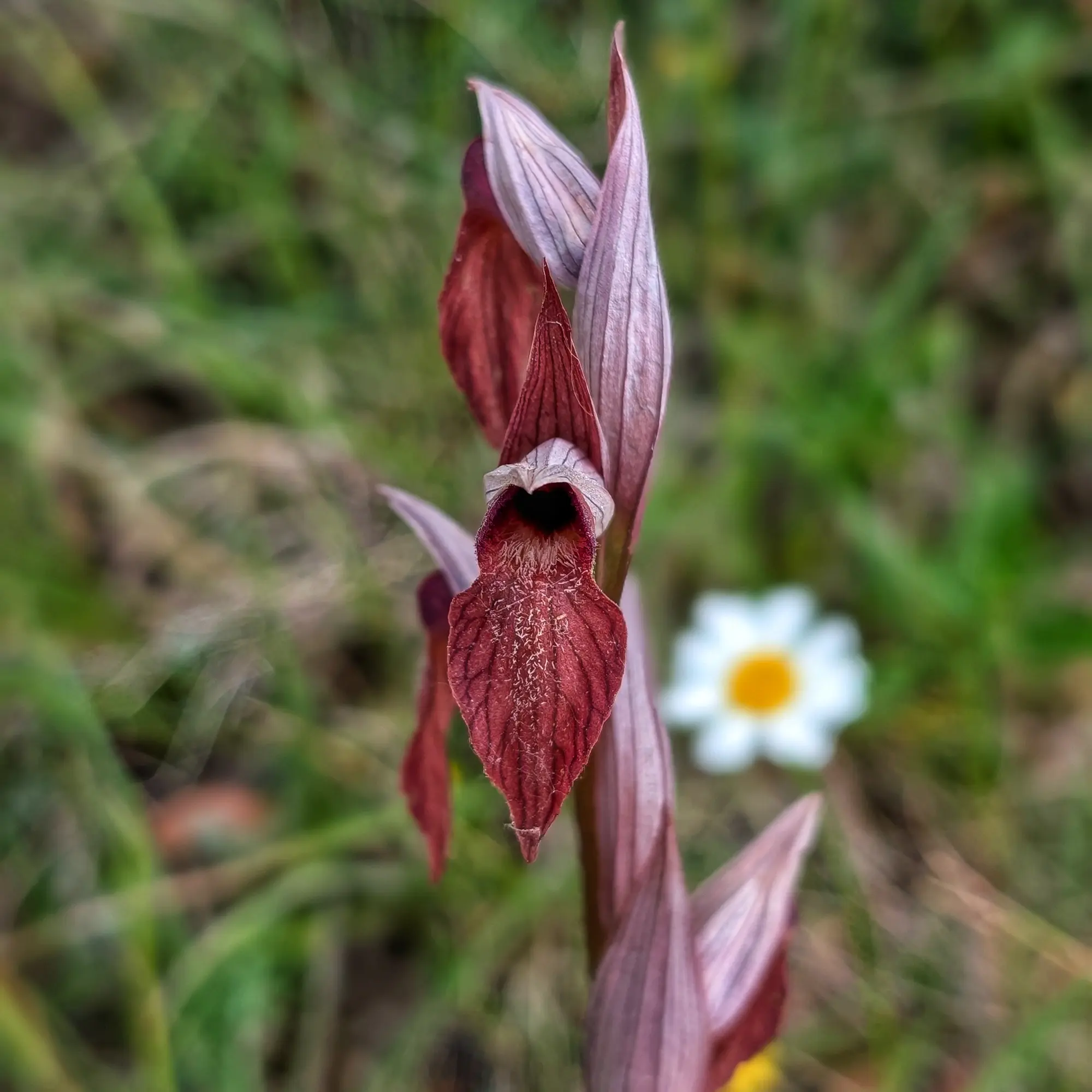 Specimen of Serapias vomeracea from the Corbières (France)