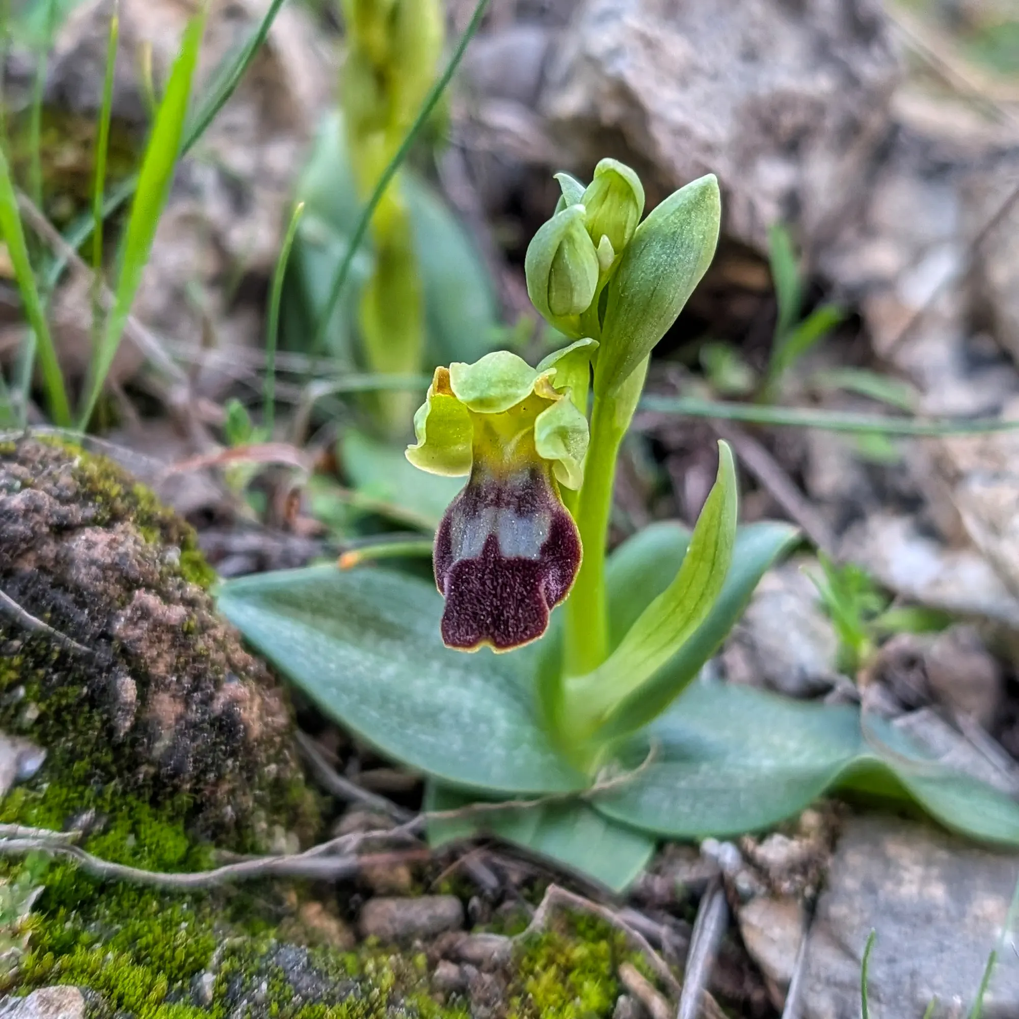 Orquídia Ophrys forestieri en flor, fotografiada al Montgrí.