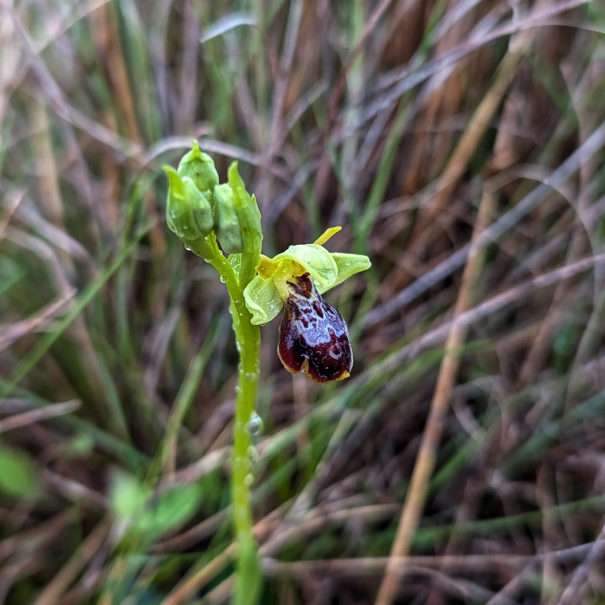Orquídea Ophrys × sancticyrensis con gotas de agua en el tallo y el label oscuro y moteado.