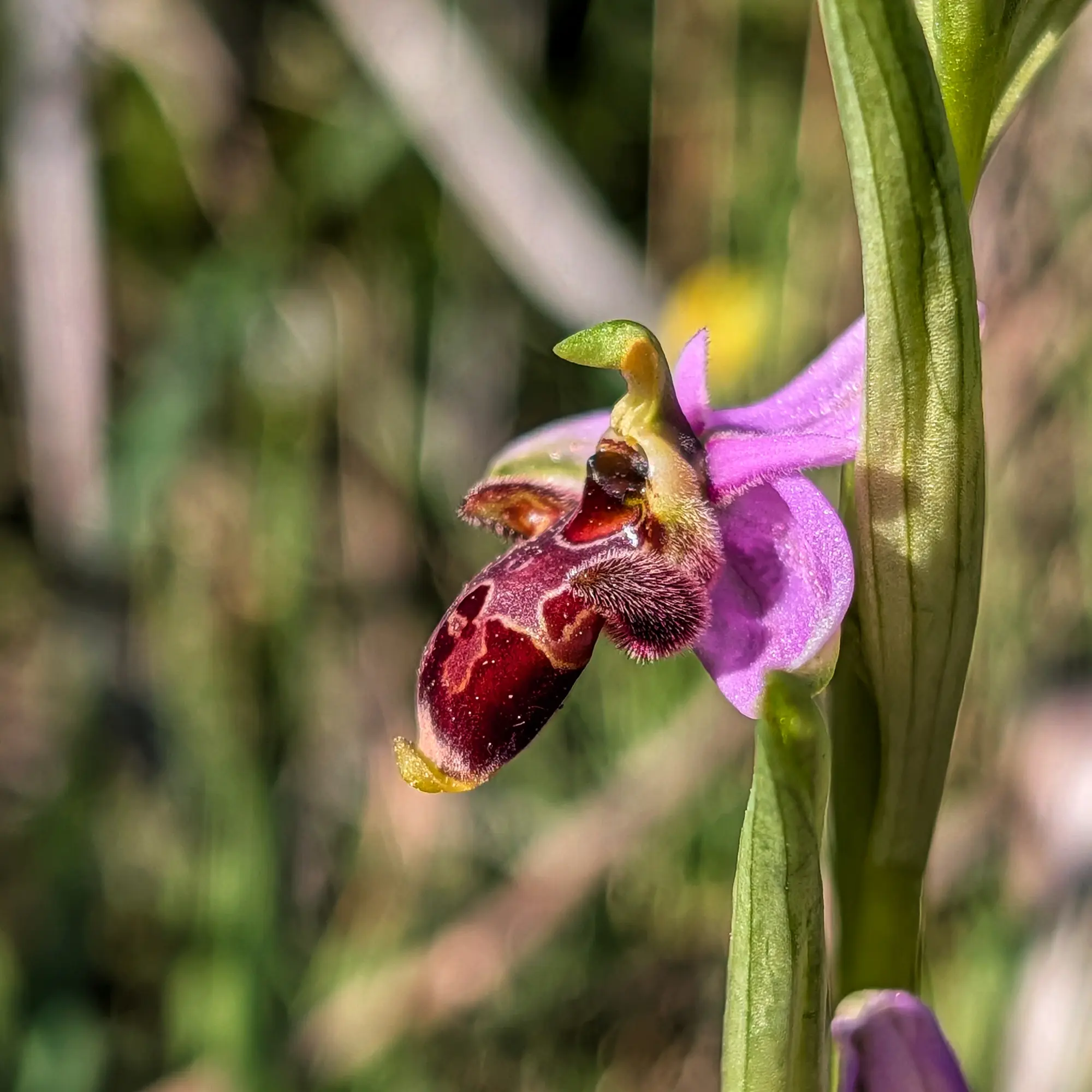 Close-up of a pink and reddish-brown Ophrys scolopax orchid with fuzzy labellum and intricate markings.