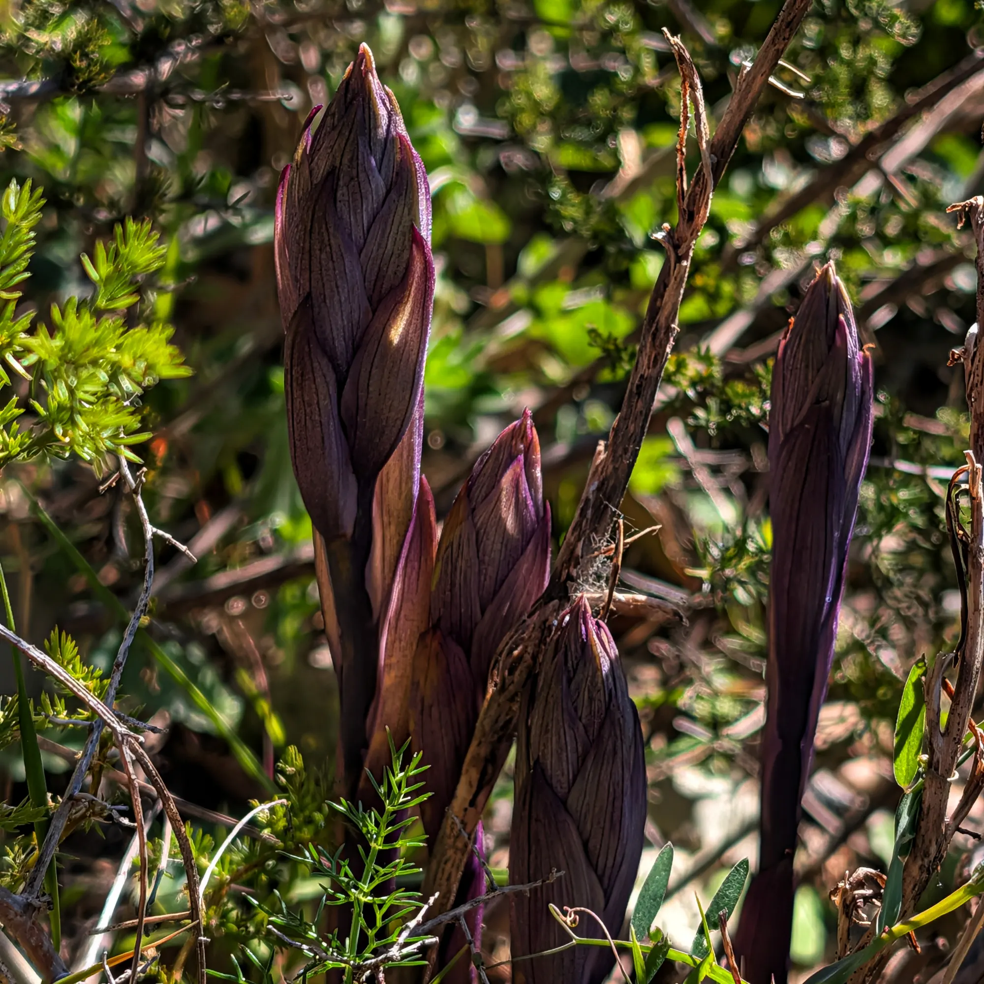 Close-up of several developing violet limodore (Limodorum abortivum) flower spikes emerging amidst green foliage.