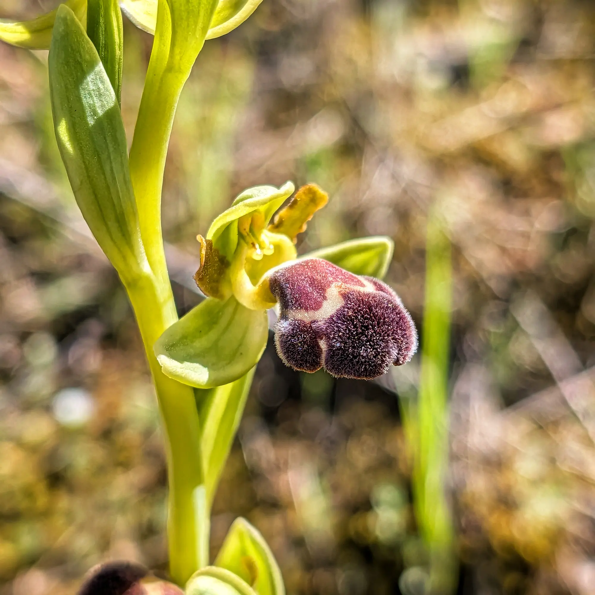 Primer plano de una flor de Ophrys dyris con sépalos verdes y un label peludo marrón-violeta con patrón claro.