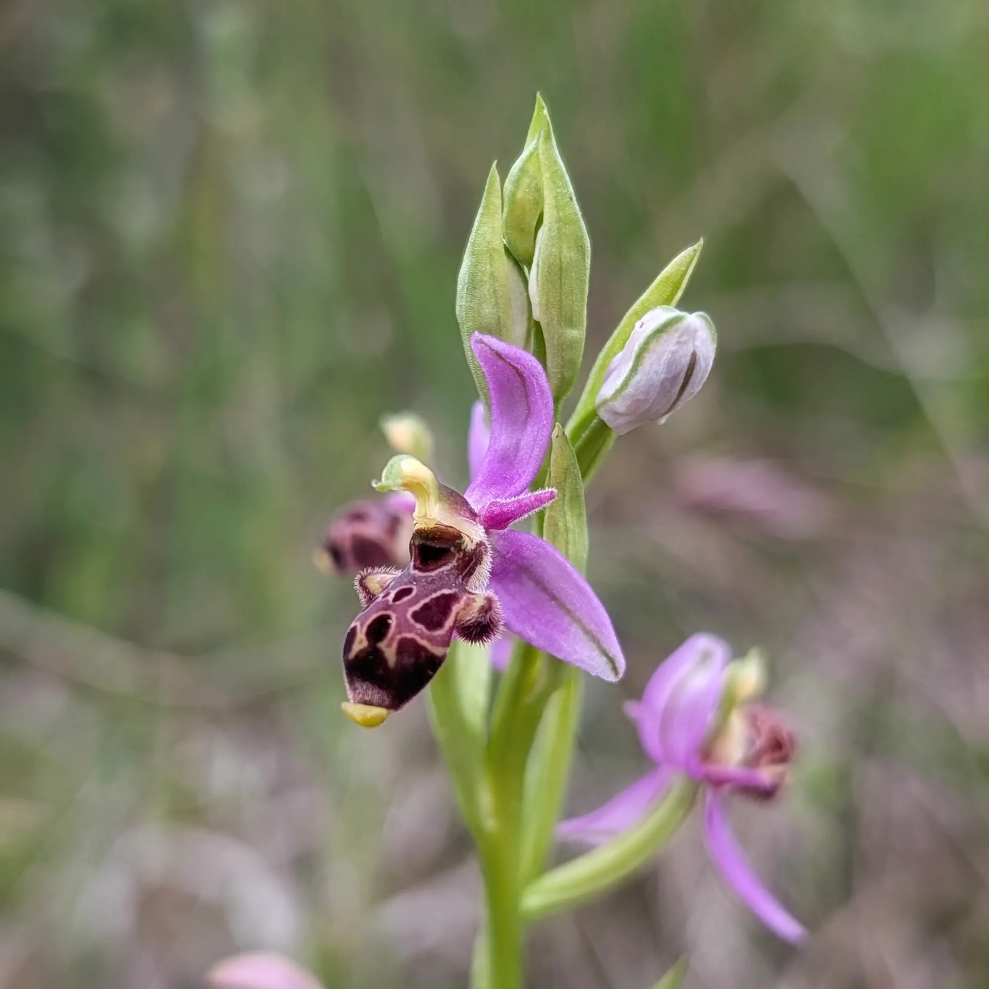 Close-up of Ophrys scolopax subsp. picta orchid, featuring purple petals, a patterned brown labellum, and green buds.