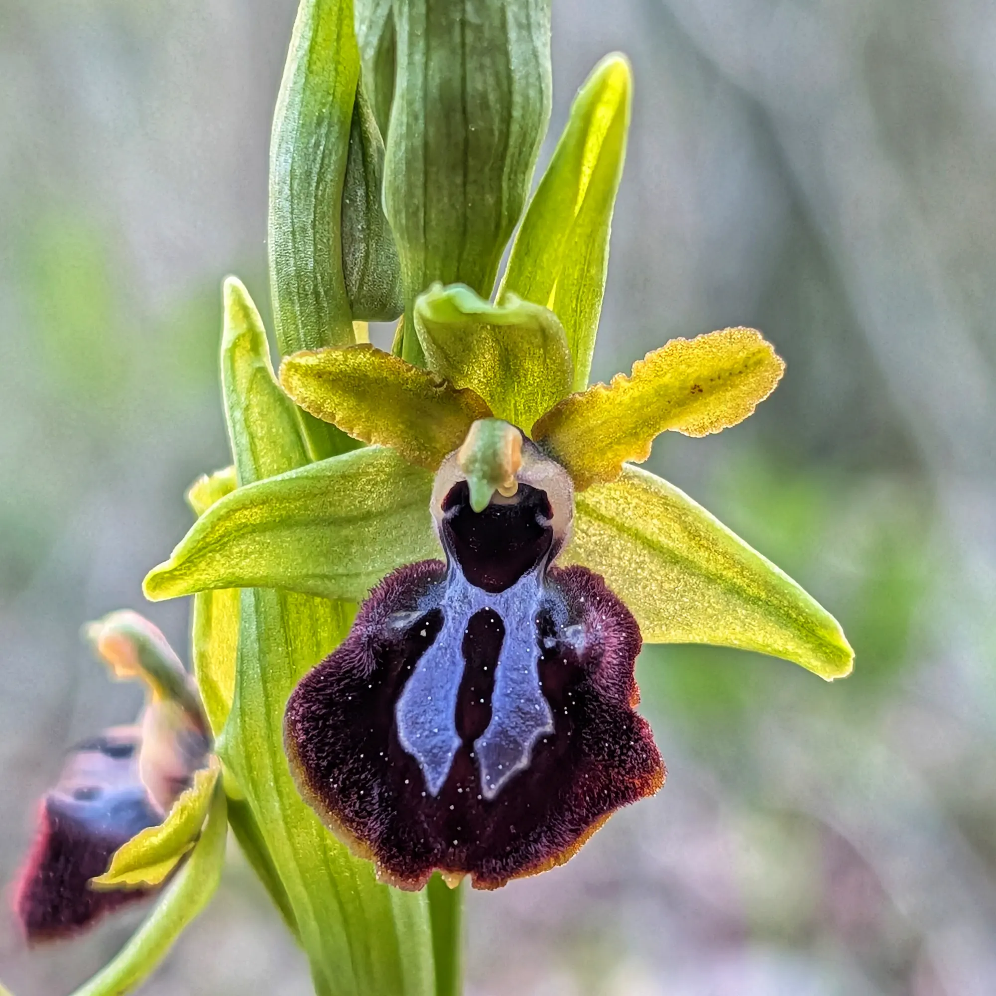 Primer plano de orquídea Ophrys passionis. Pétalos verdes y label oscuro aterciopelado con marcas azuladas y blancas.