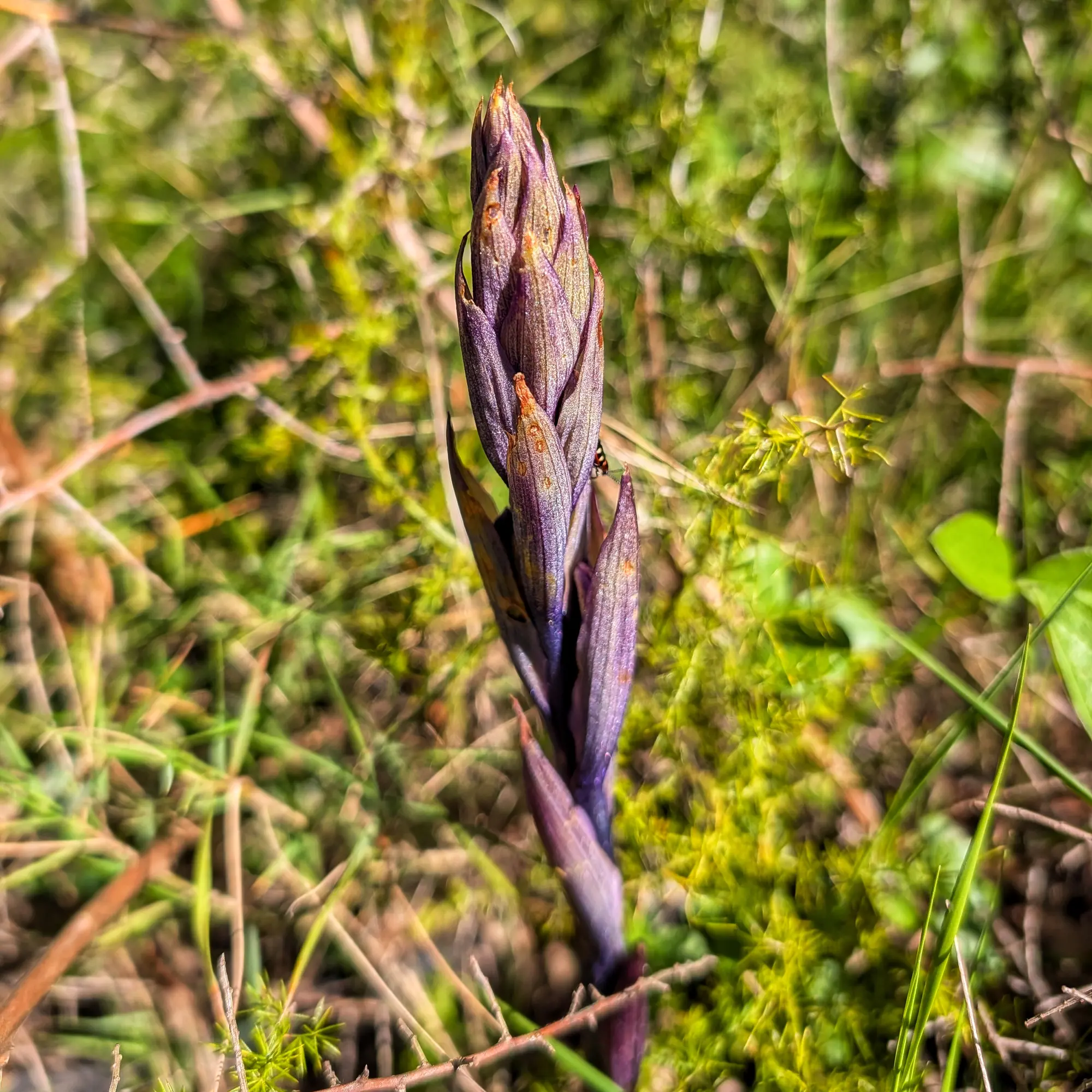 Primer pla d'una espiga floral porpra de Limodorum abortivum en desenvolupament amb un insecte petit sobre fons verd.