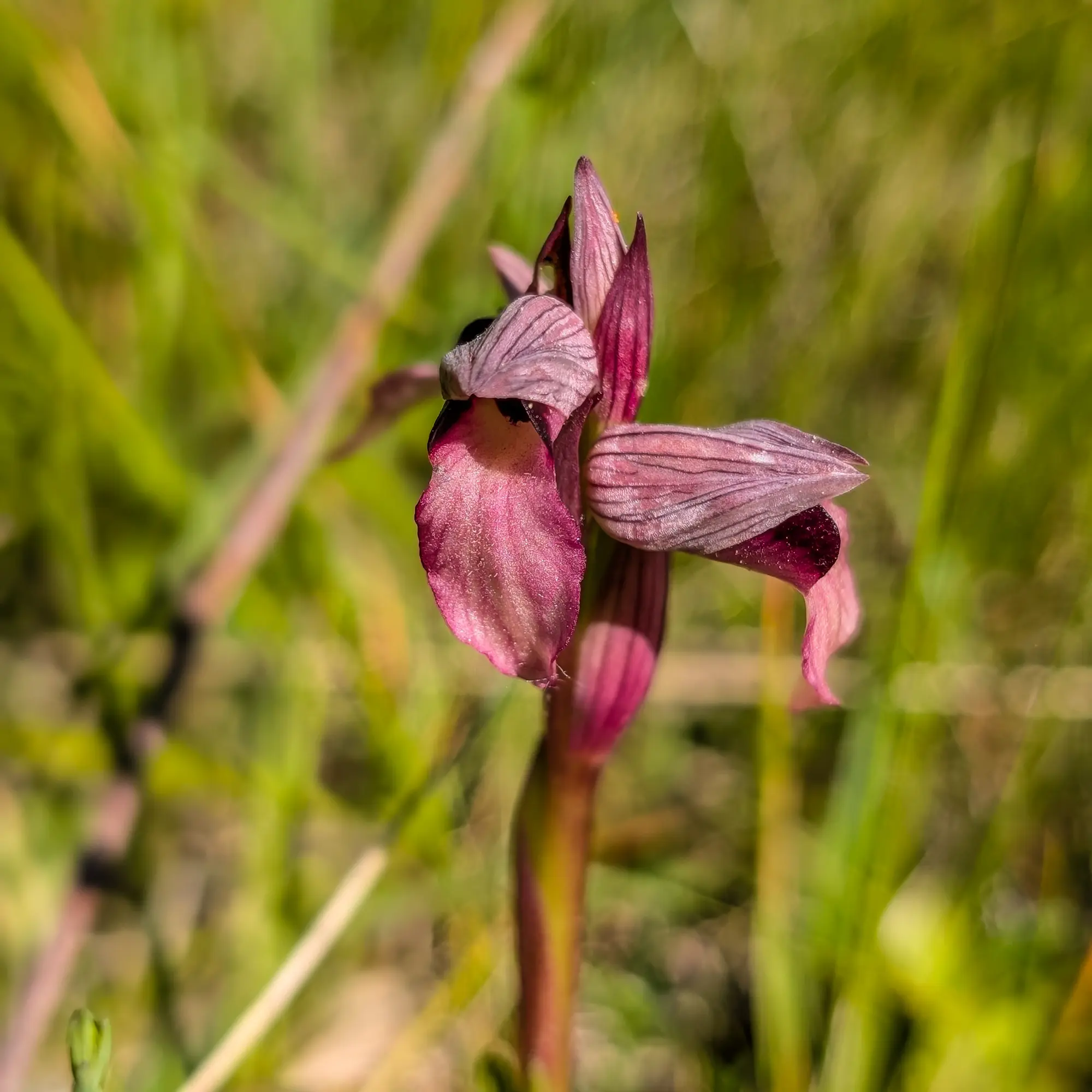 Close-up of Serapias lingua, brown-purple terrestrial orchids with prominent labella, in green meadows.