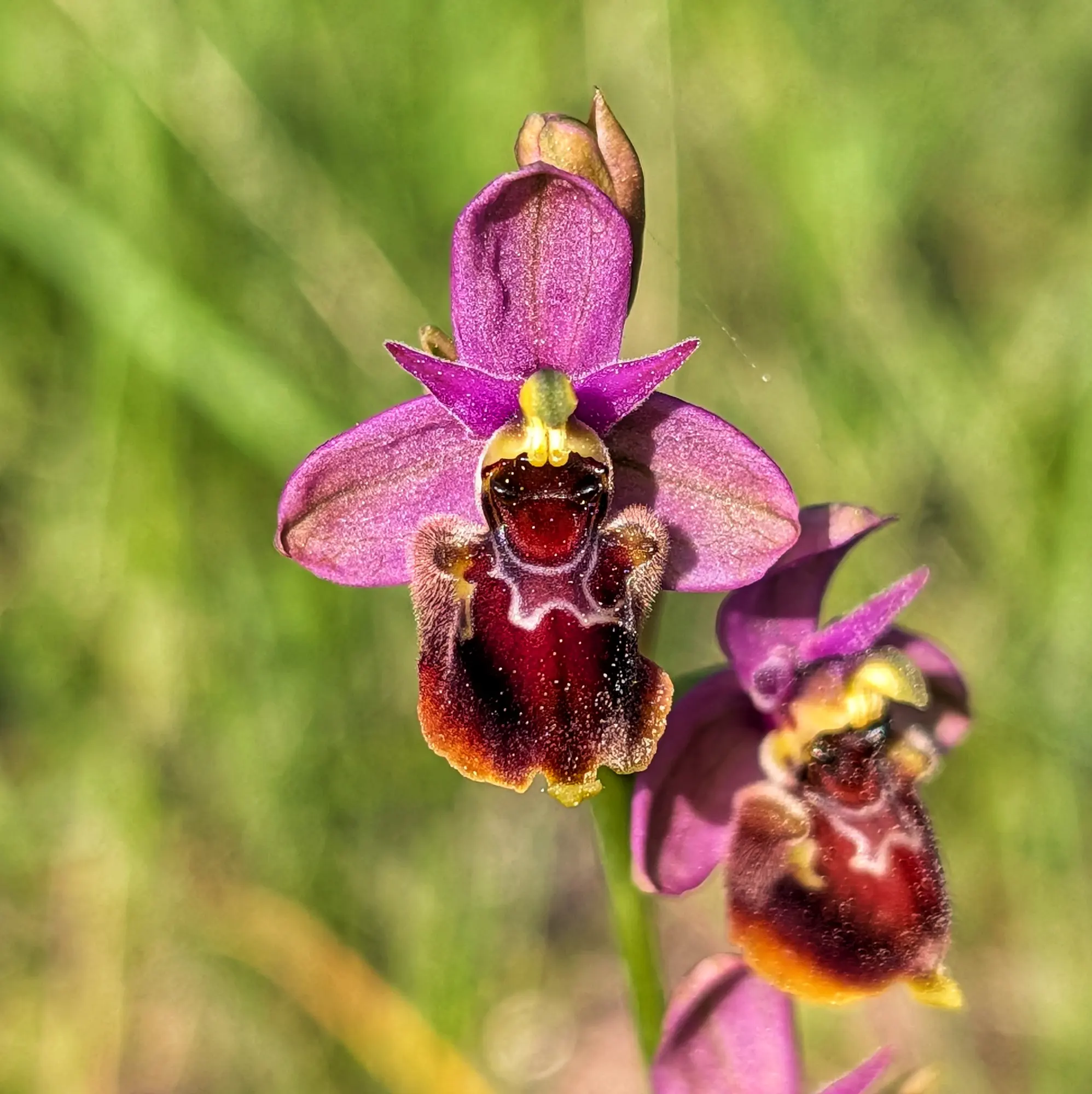 Primer pla d'una orquídia Ophrys x peltieri amb pètals morats i label vermellós, fons verd borrós.