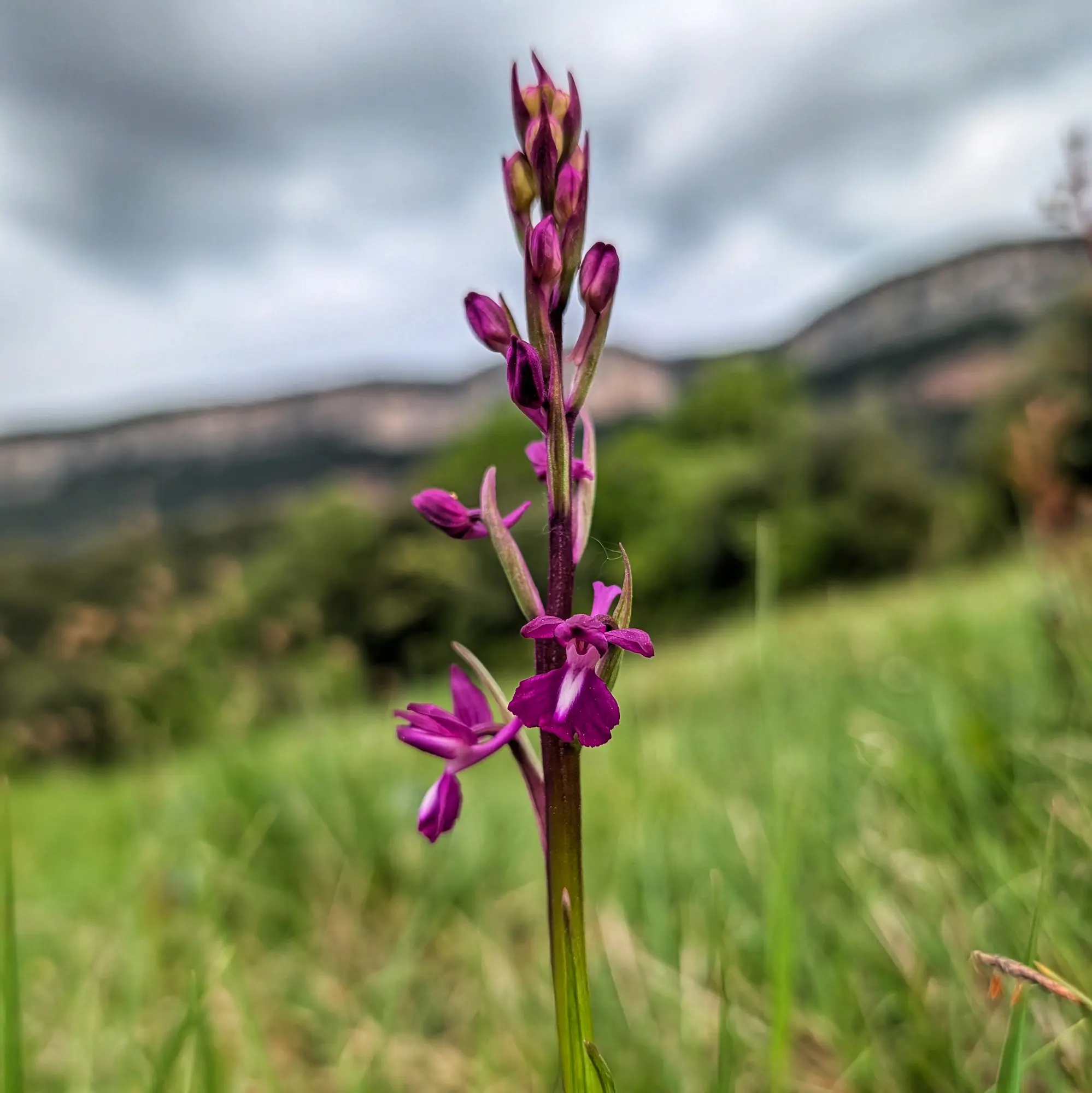 Close-up of magenta Anacamptis laxiflora orchid with white-marked purple flowers, in a green field against blurred mountains and overcast sky.