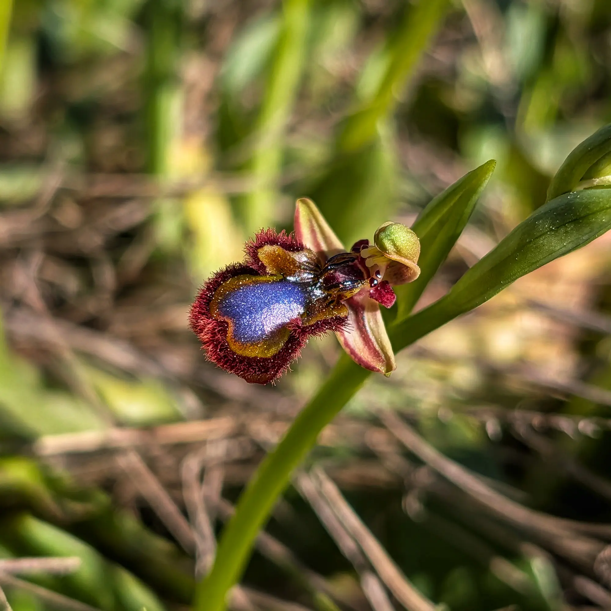 Close-up of an Ophrys speculum orchid, featuring its iridescent blue lip and reddish-brown hairs on a green background.