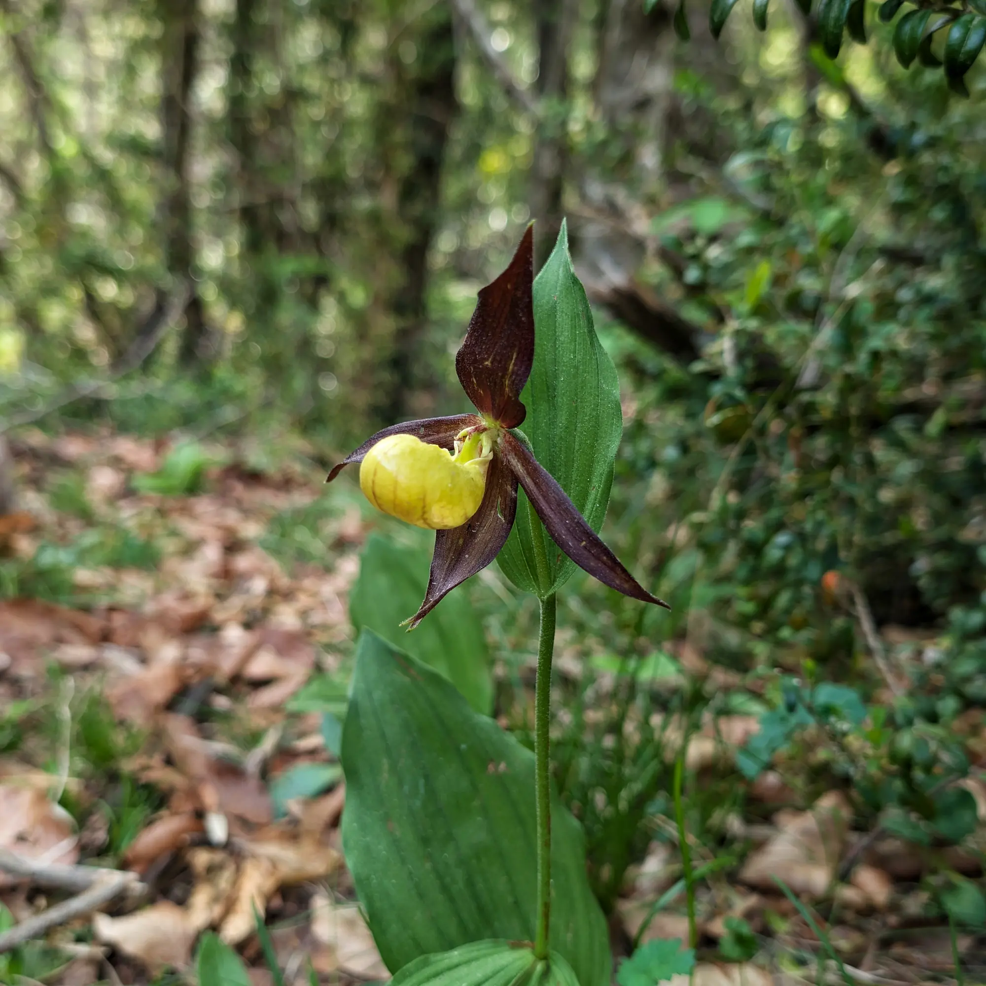 Specimen of Cypripedium calceolus from the Catalan Pre-Pyrenees