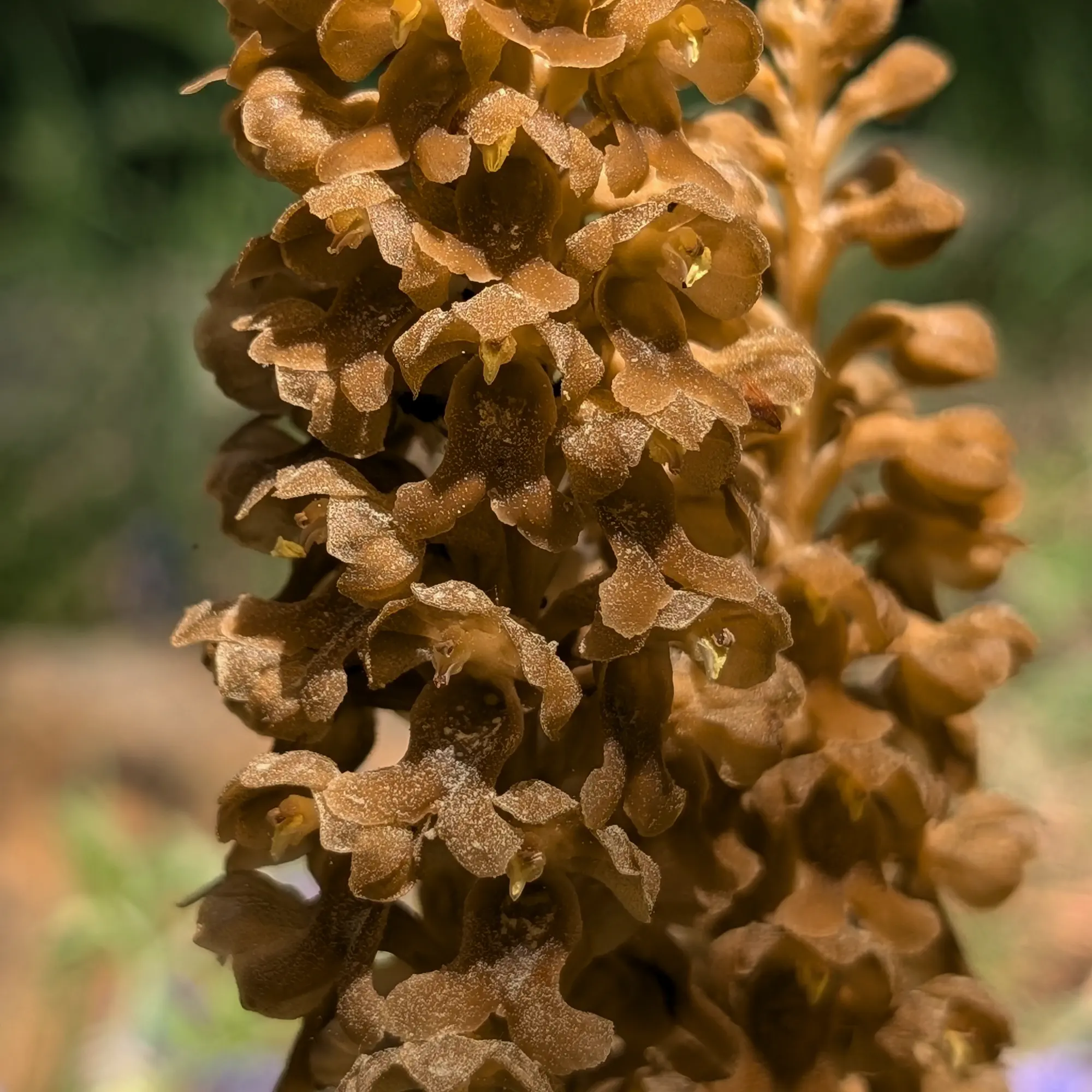 Detalle de una Neottia nidus-avis del Prepirineo catalán.