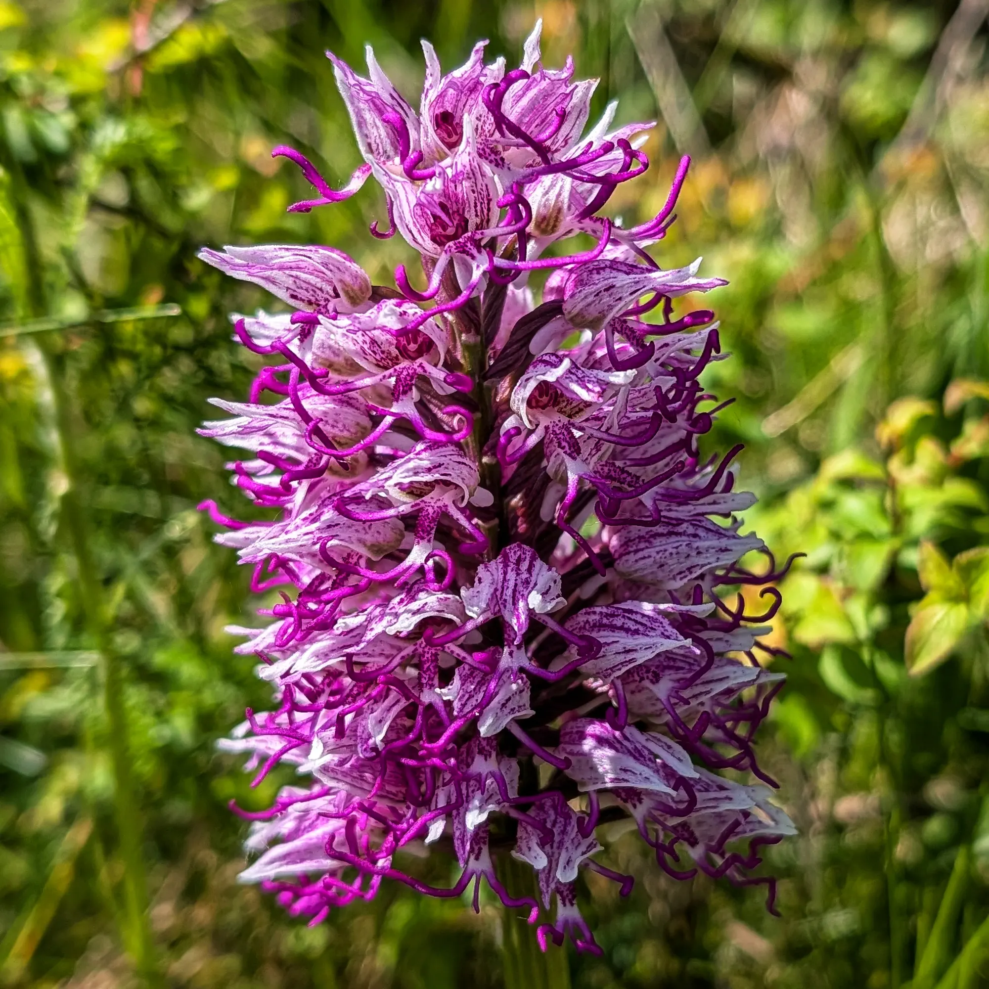 Primer pla d'una espiga d'Orchis simia amb flors blanques i porpra fosc, sobre un fons verd difuminat.