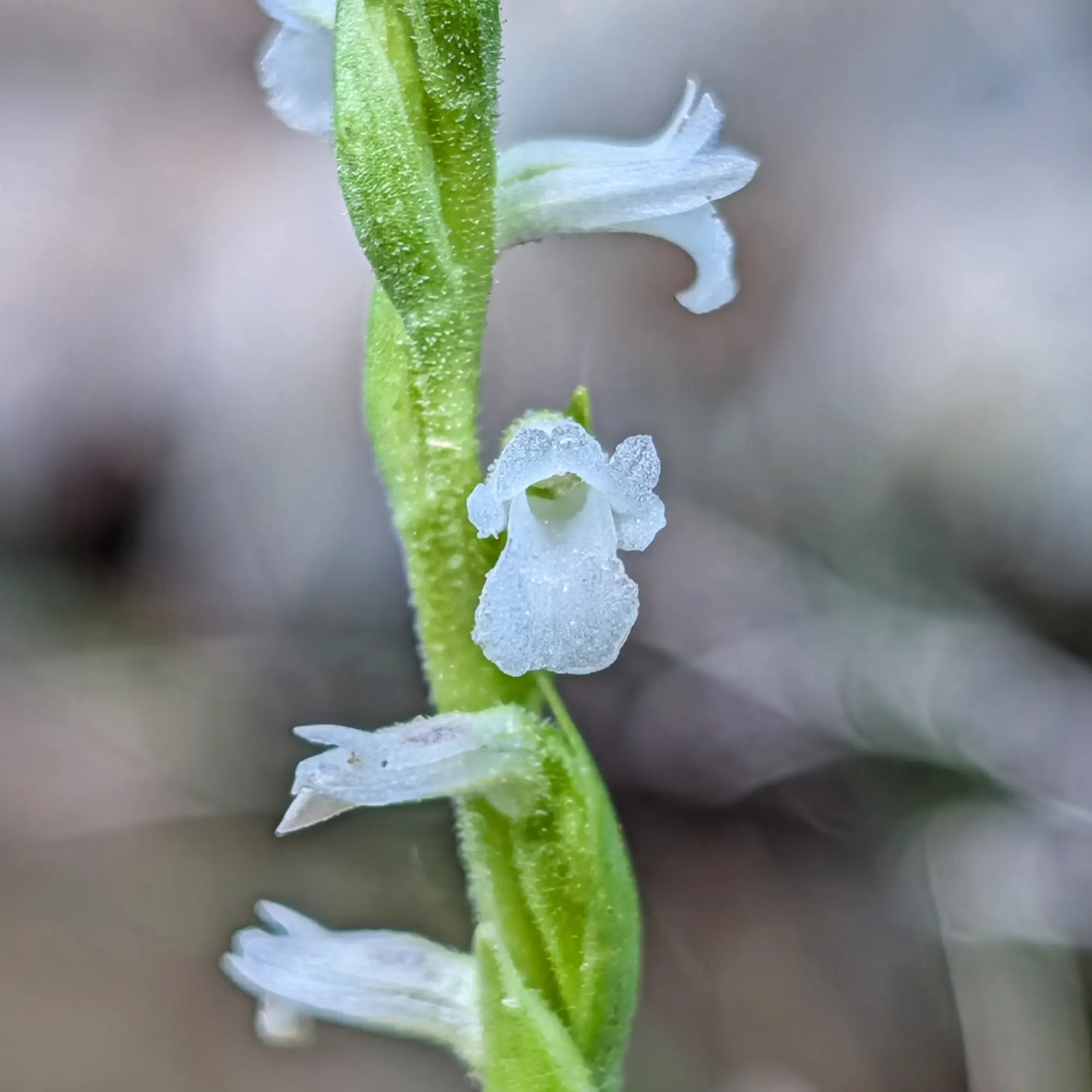Primer pla d'una tija verda amb múltiples flors blanques petites i texturades florint verticalment sobre fons difuminat.
