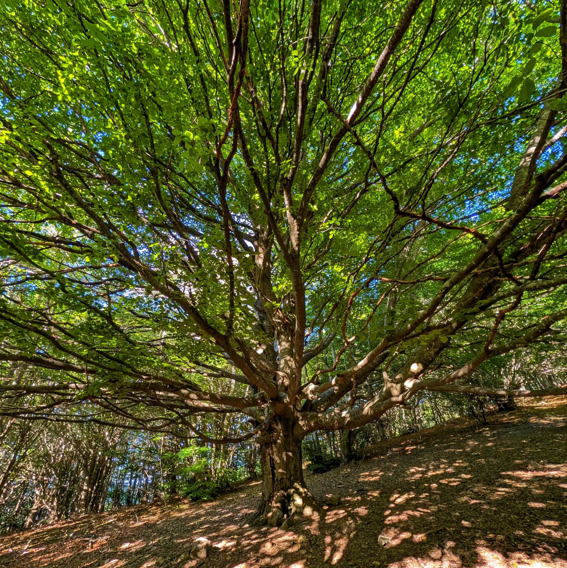 Faig madur amb fullatge verd exuberant i branques, sol filtrant-se, terra del bosc coberta de fulles.