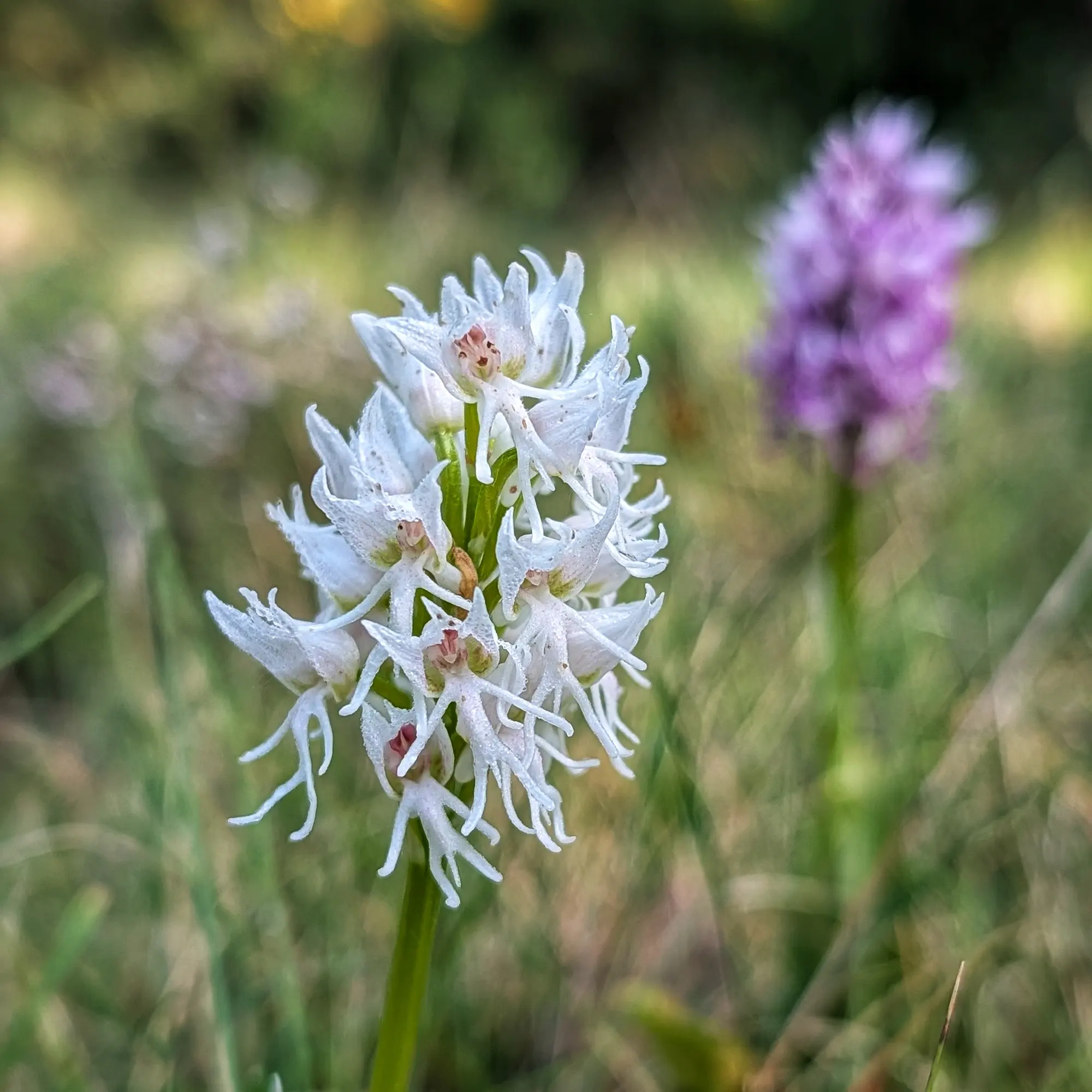Primer pla d'una orquídia mico (Orchis simia) hipocromàtica blanca, amb una orquídia porpra borrosa al fons.