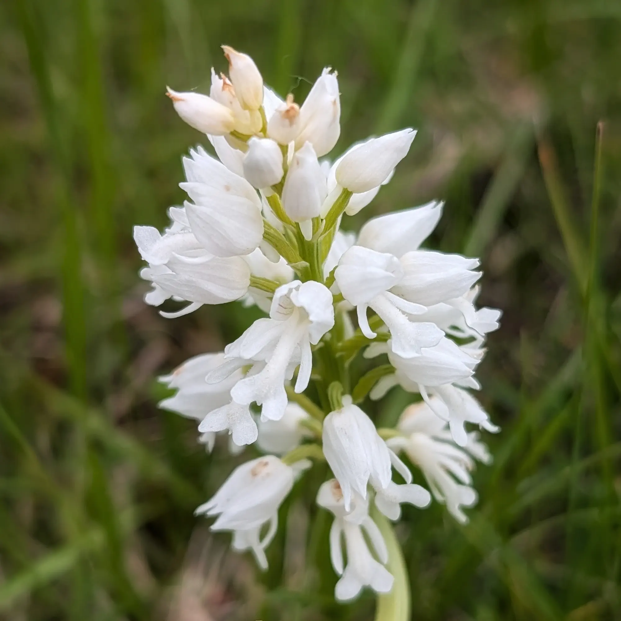 Primer pla d'una orquídia militar (Orchis militaris) hipocromàtica, amb flors blanques i fons verd borrós.