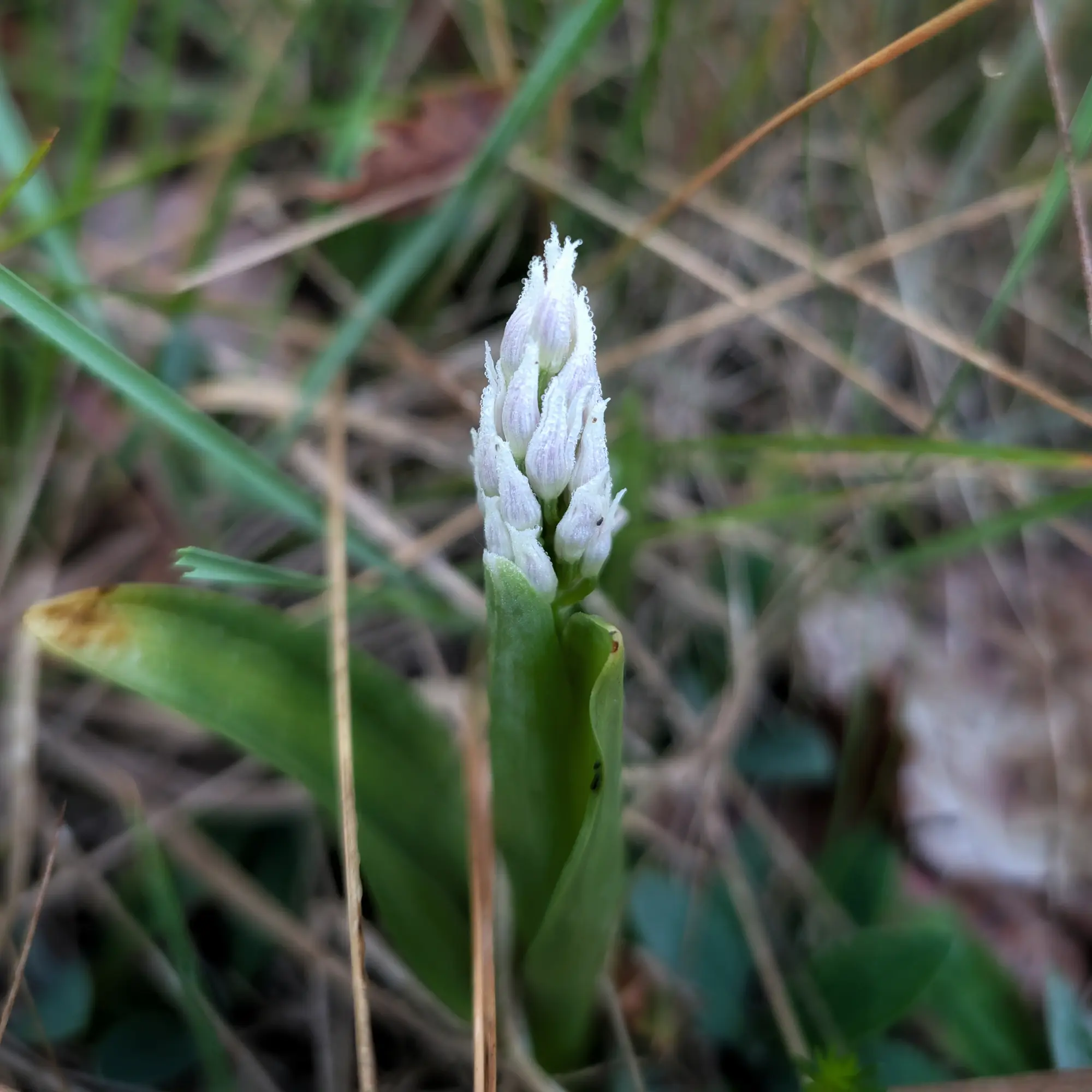 Close-up of a dewy military orchid (Orchis militaris) in bud, emerging from green and dry grass.