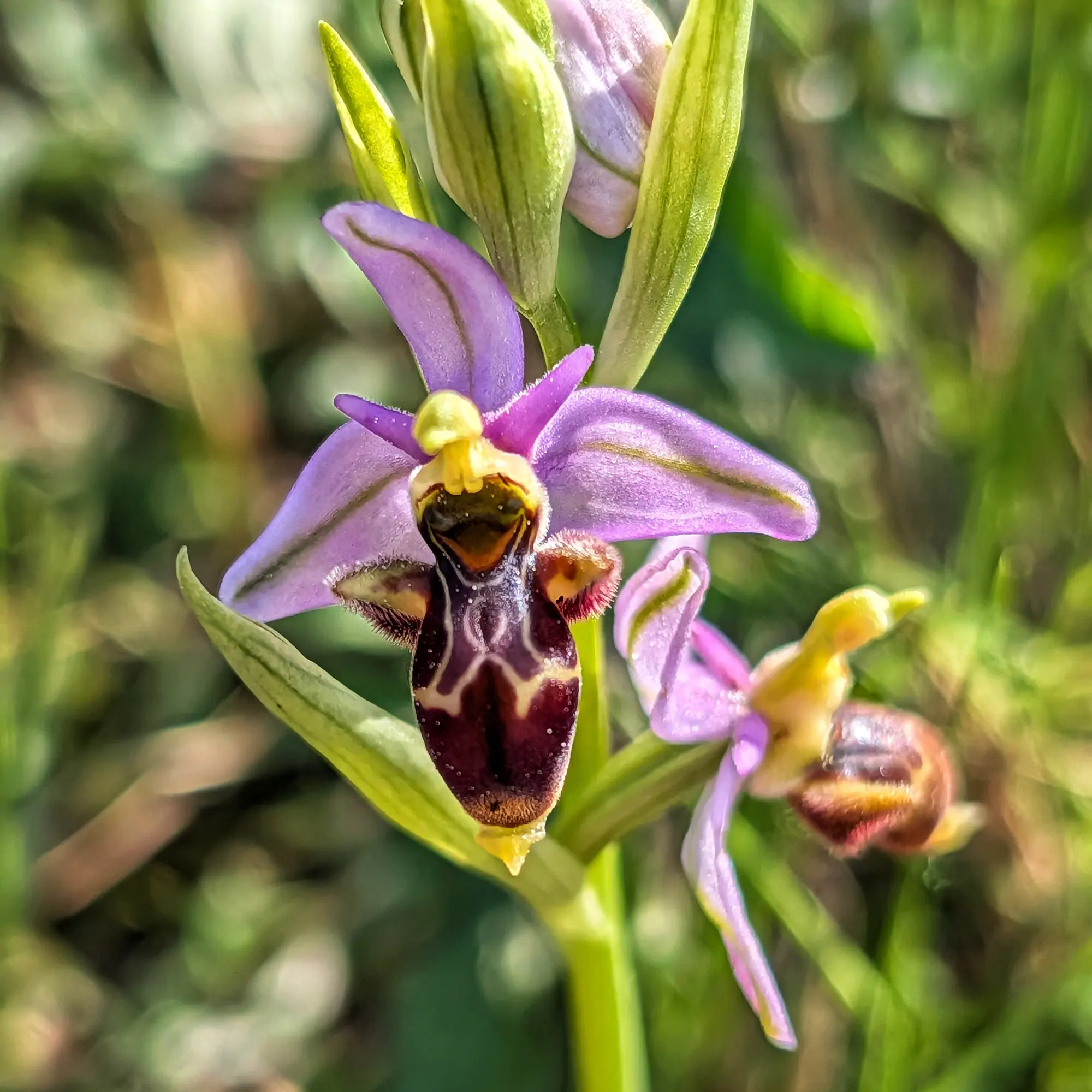 Primer pla d'orquídia becada (Ophrys scolopax) amb pètals liles i label fosc, sobre fons verd borrós.
