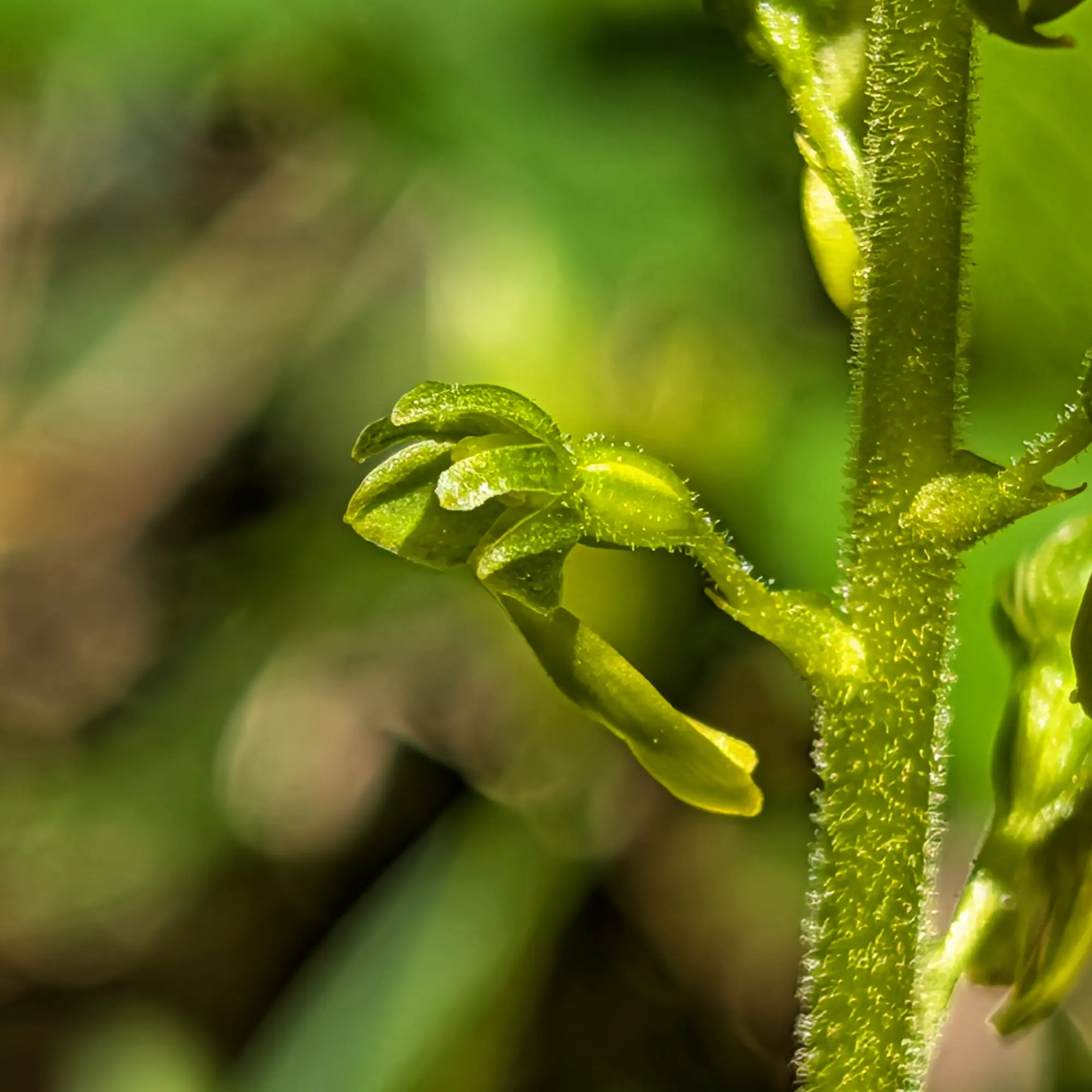 Close-up of Neottia ovata showing hairy green stem and emerging greenish flowers, blurred forest background.