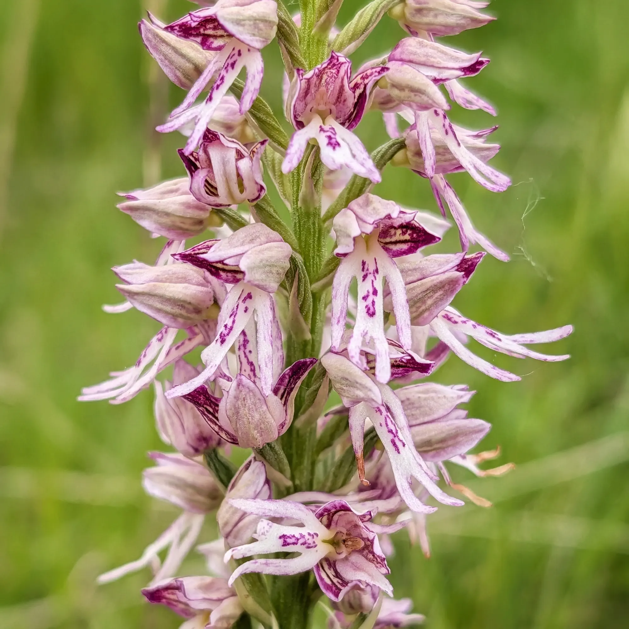 Detall d'una espiga d'Orchis ×spuria amb flors blanques i liles sobre fons verd desenfocat.