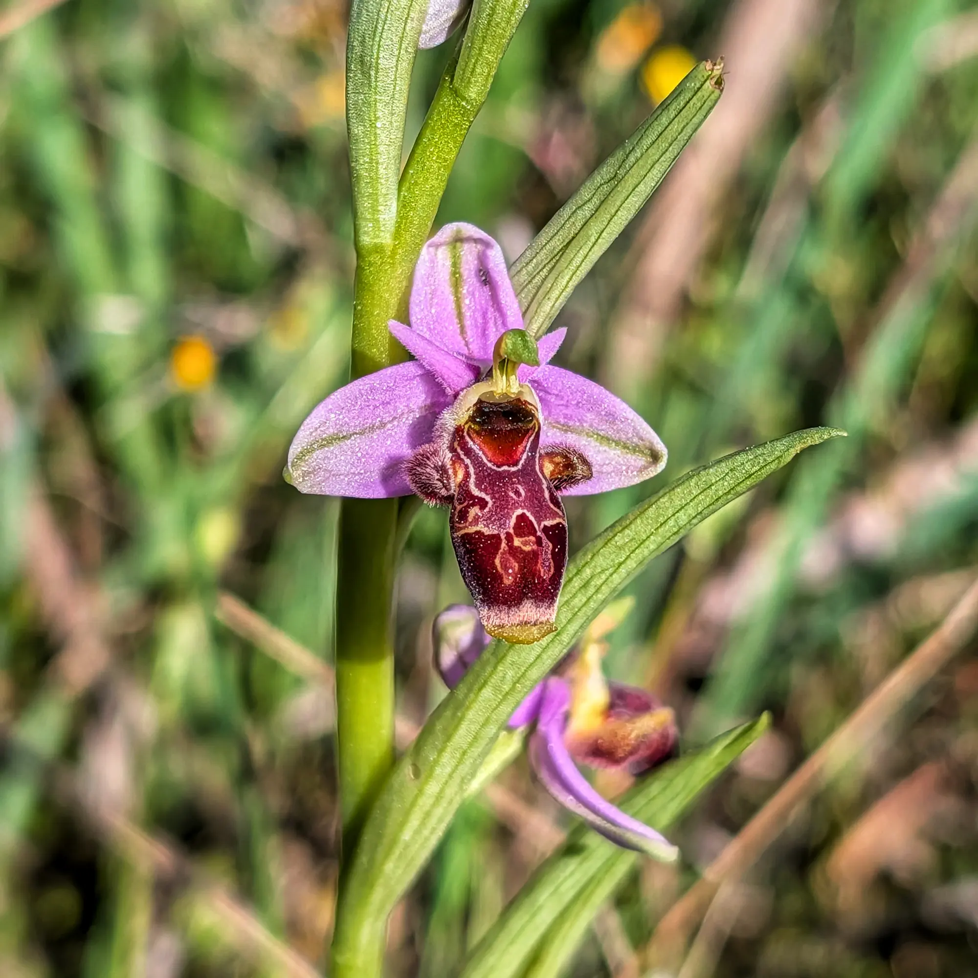 Close-up of a Woodcock Orchid (Ophrys scolopax) with pink-purple petals and a patterned reddish-brown labellum.