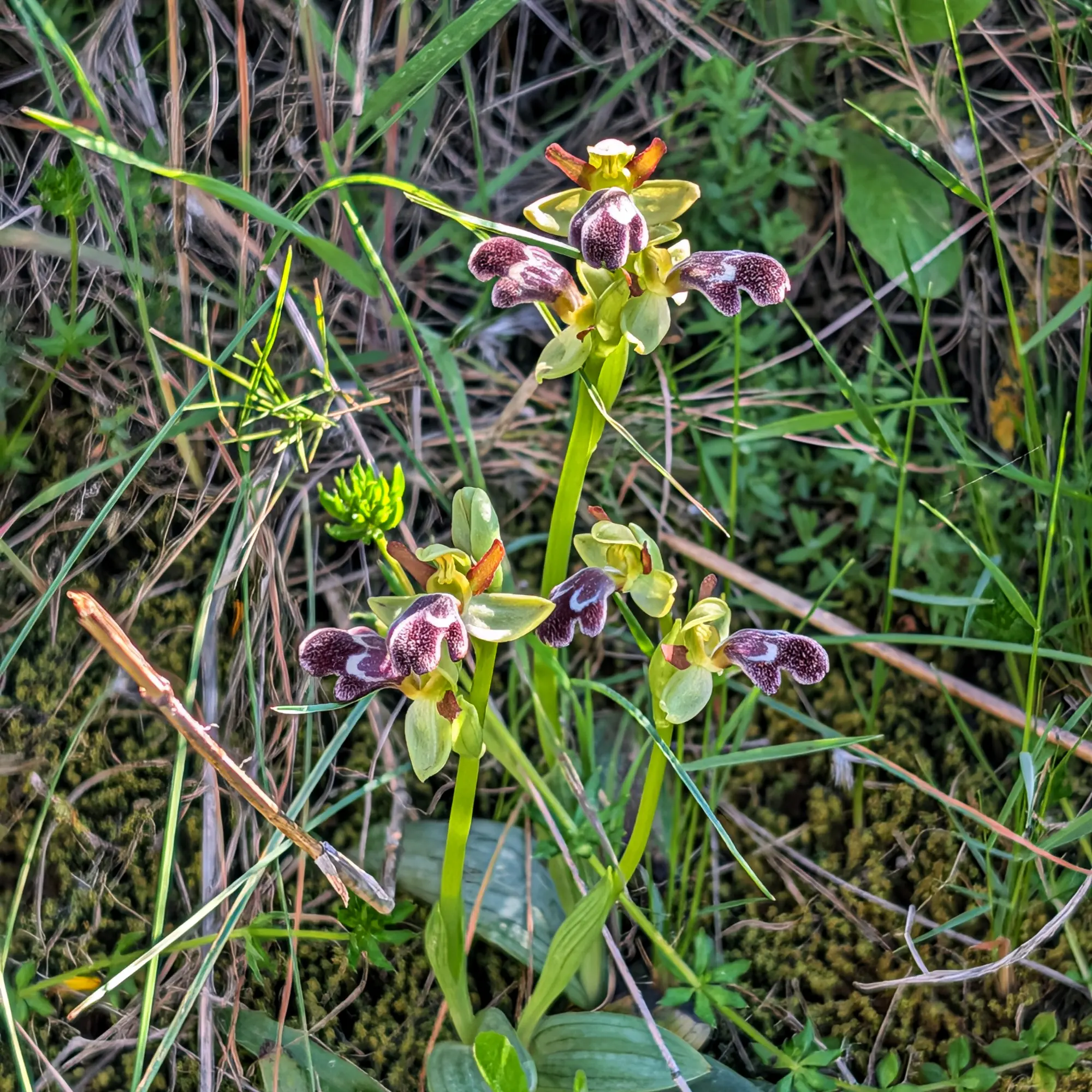 Ophrys dyris con flores verde claro y labelos marrón oscuro aterciopelados con patrones blancos, entre hierba y musgo.