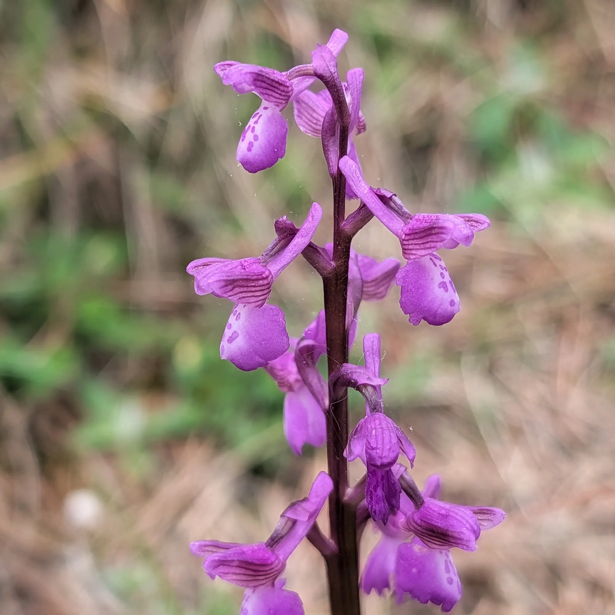 Primer pla d'una orquídia Anacamptis morio lila amb pètals detallats i fons natural borrós.