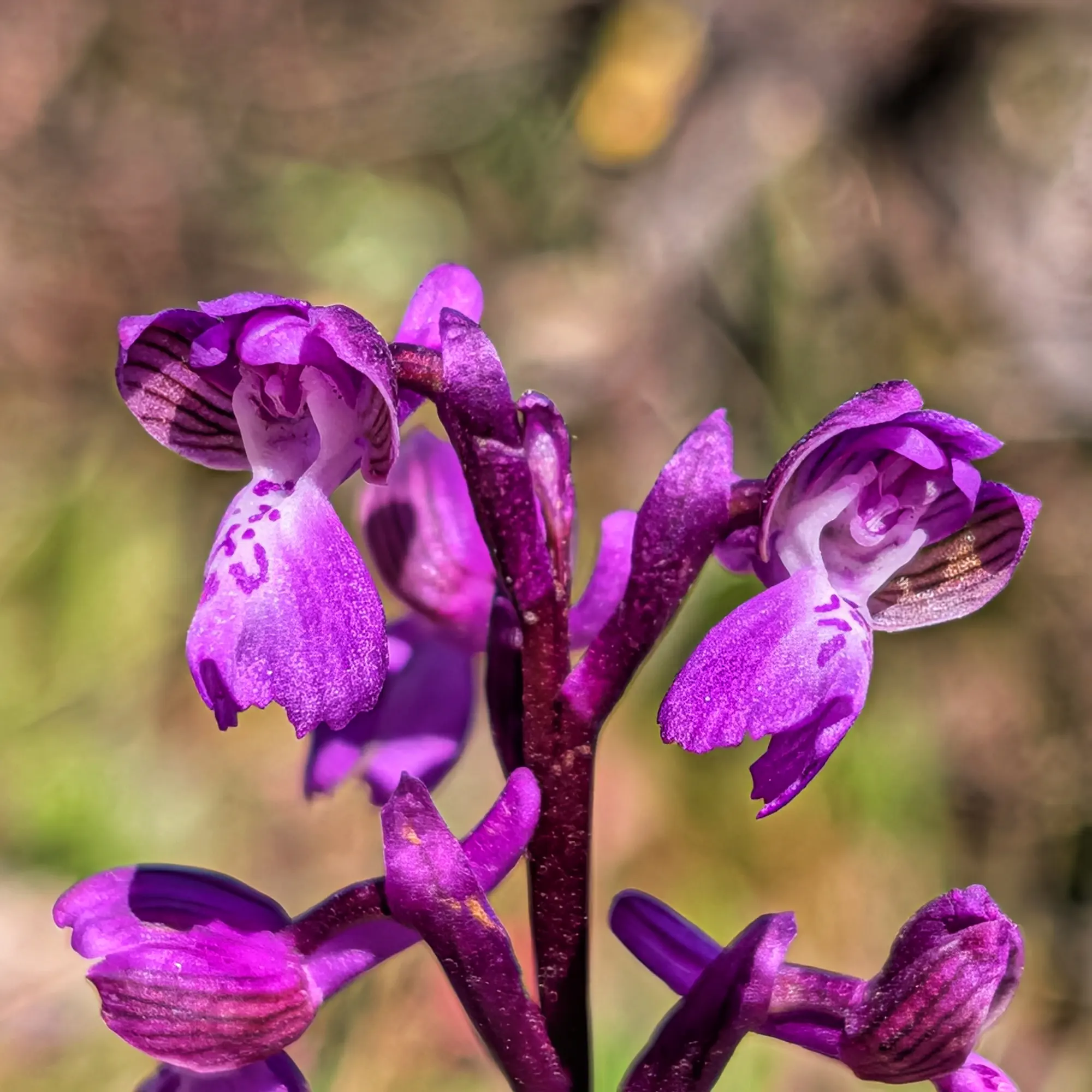 Orquídia Anacamptis morio morada vibrant amb pètals tacats, en primer pla sobre fons borrós i natural.