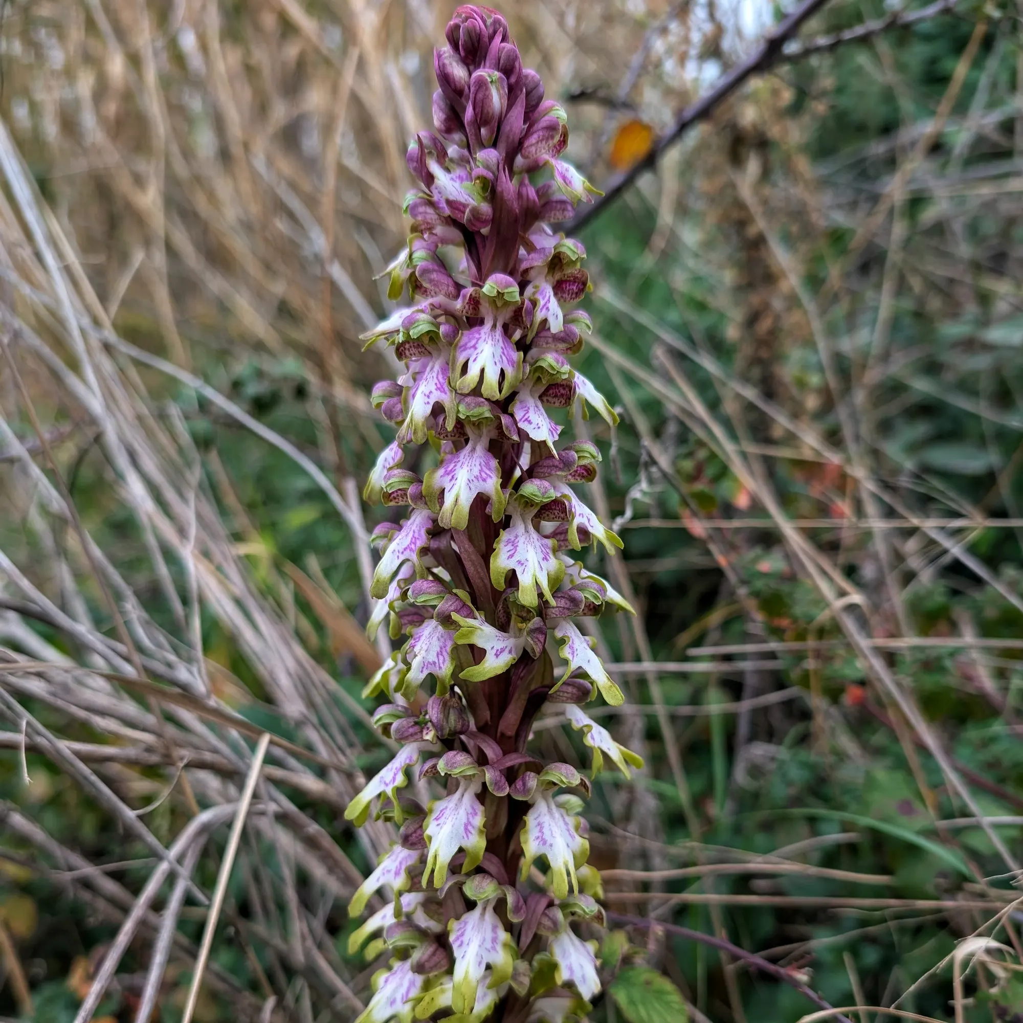 Himantoglossum robertianum florit amb el label verdós.