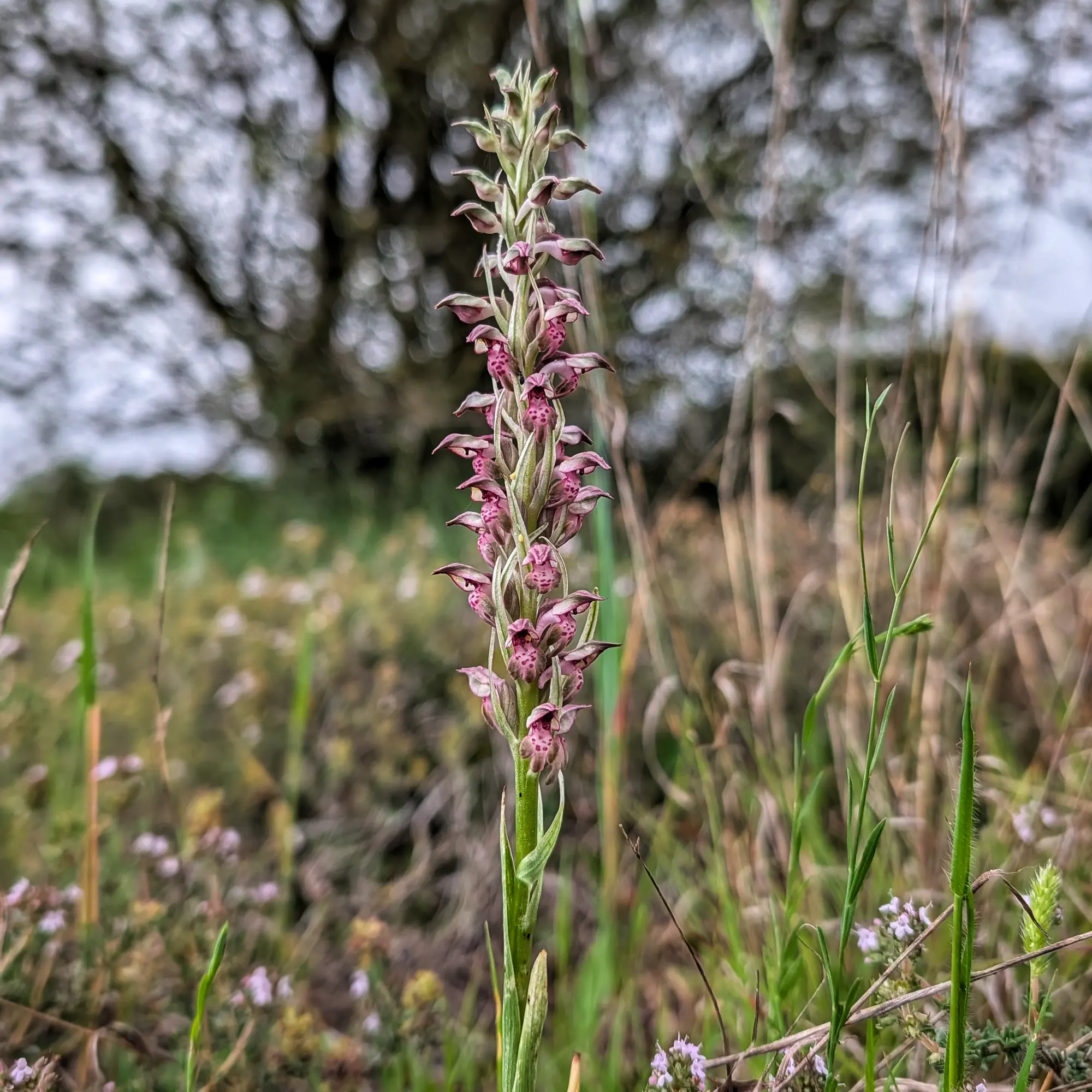 Anacamptis coriophora subsp. fragrans orchid with pink and purple spotted flowers, prominent in a green field, blurred background.