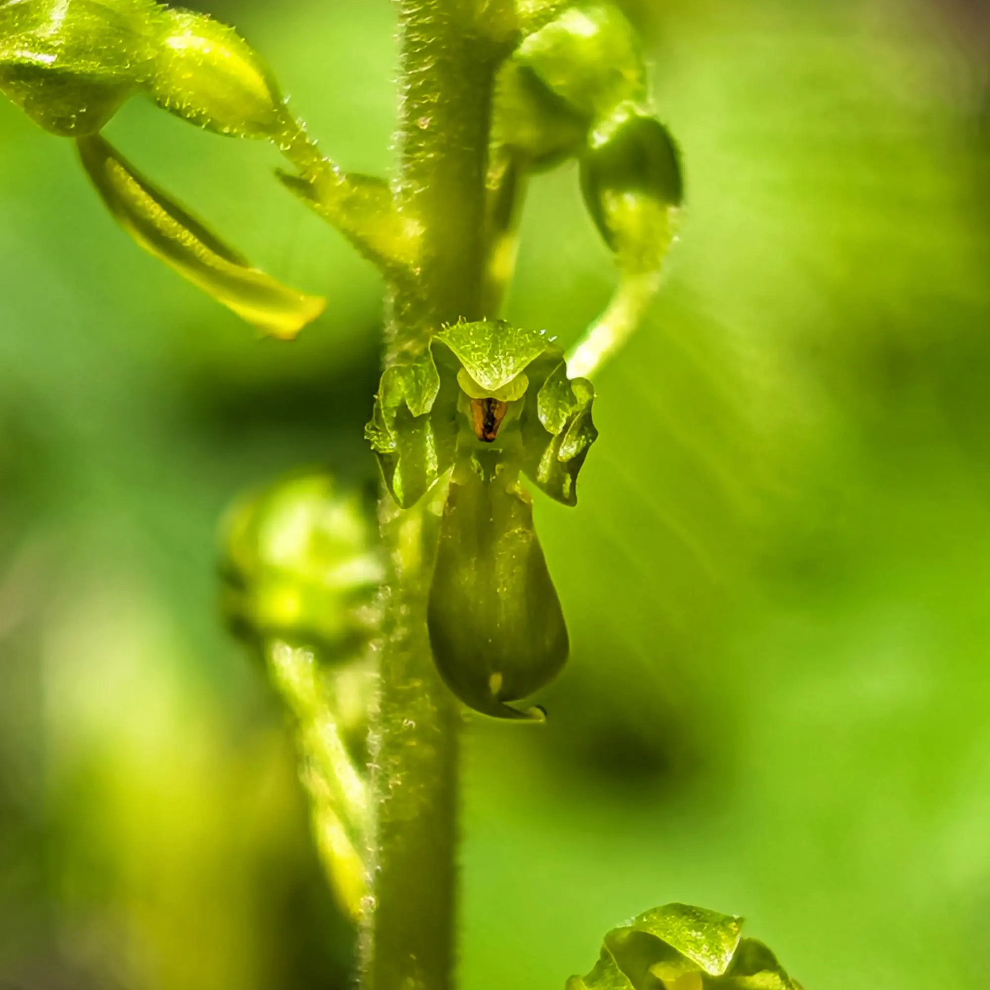 Macro close-up of a green Neottia ovata orchid flower with a small insect inside, against a soft green background.