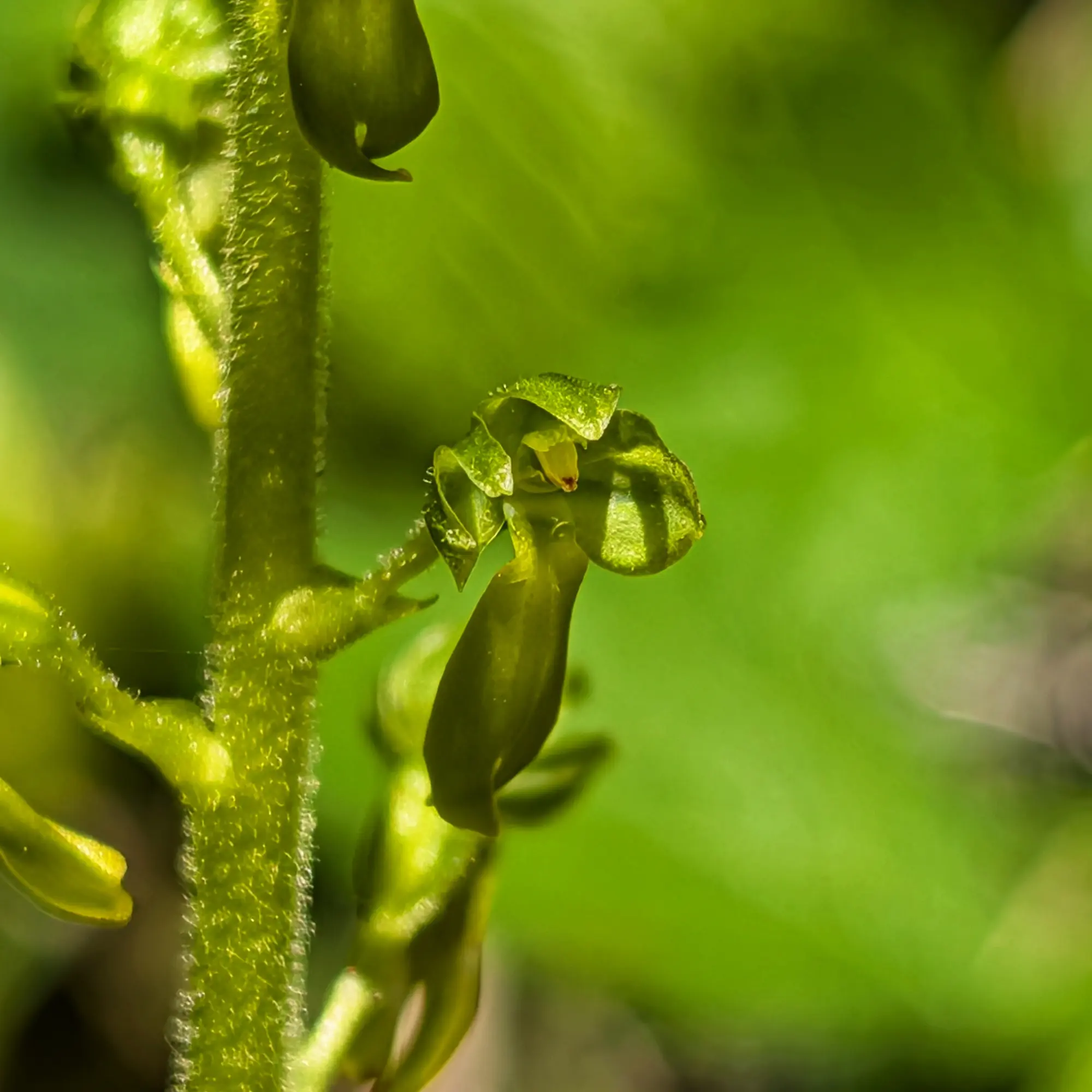 Close-up of a yellowish-green Neottia ovata orchid flower, showing hairy stem against a blurred green background.