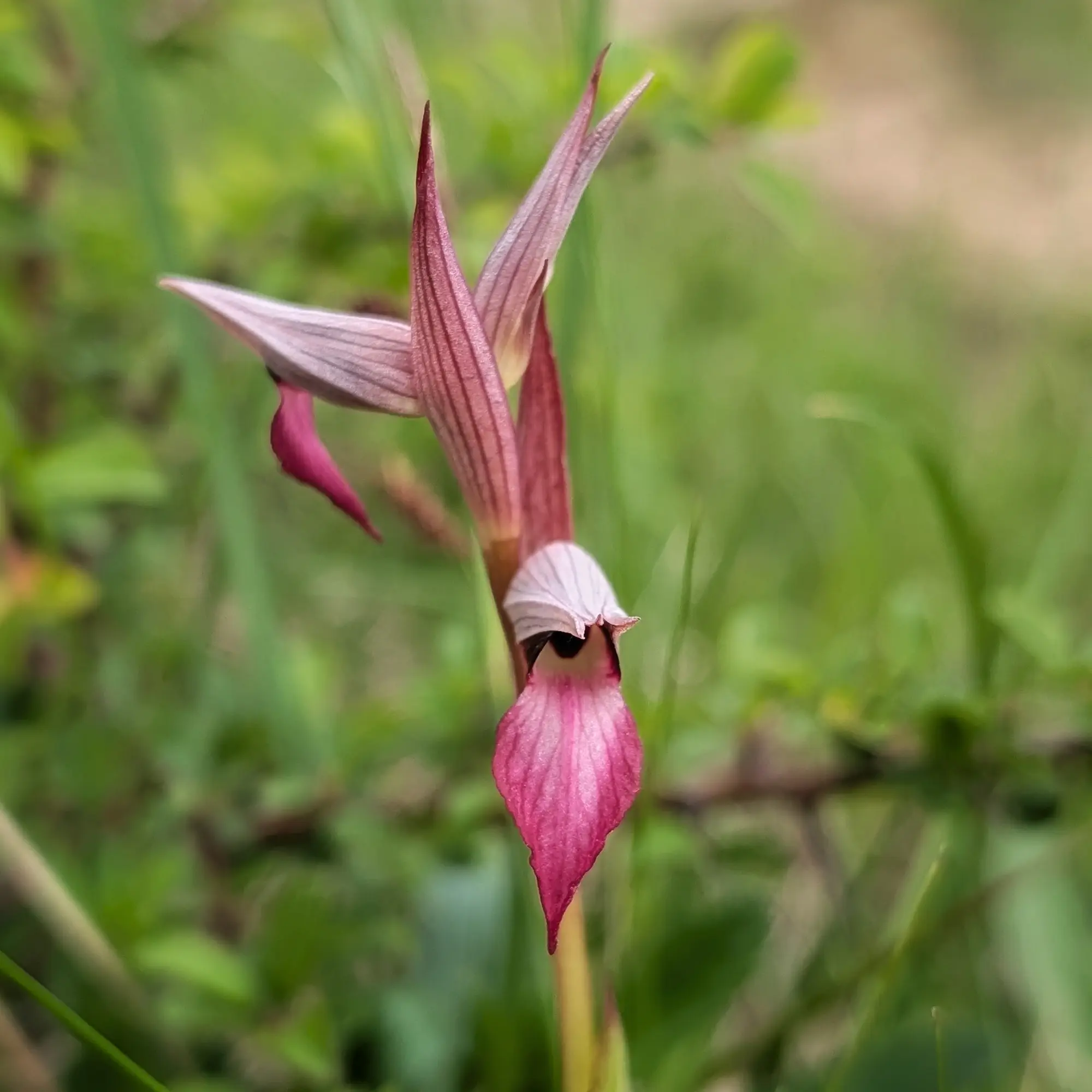 Primer pla d'una orquídia Serapias lingua amb pètals rosats i morats, sobre un fons verd difús.
