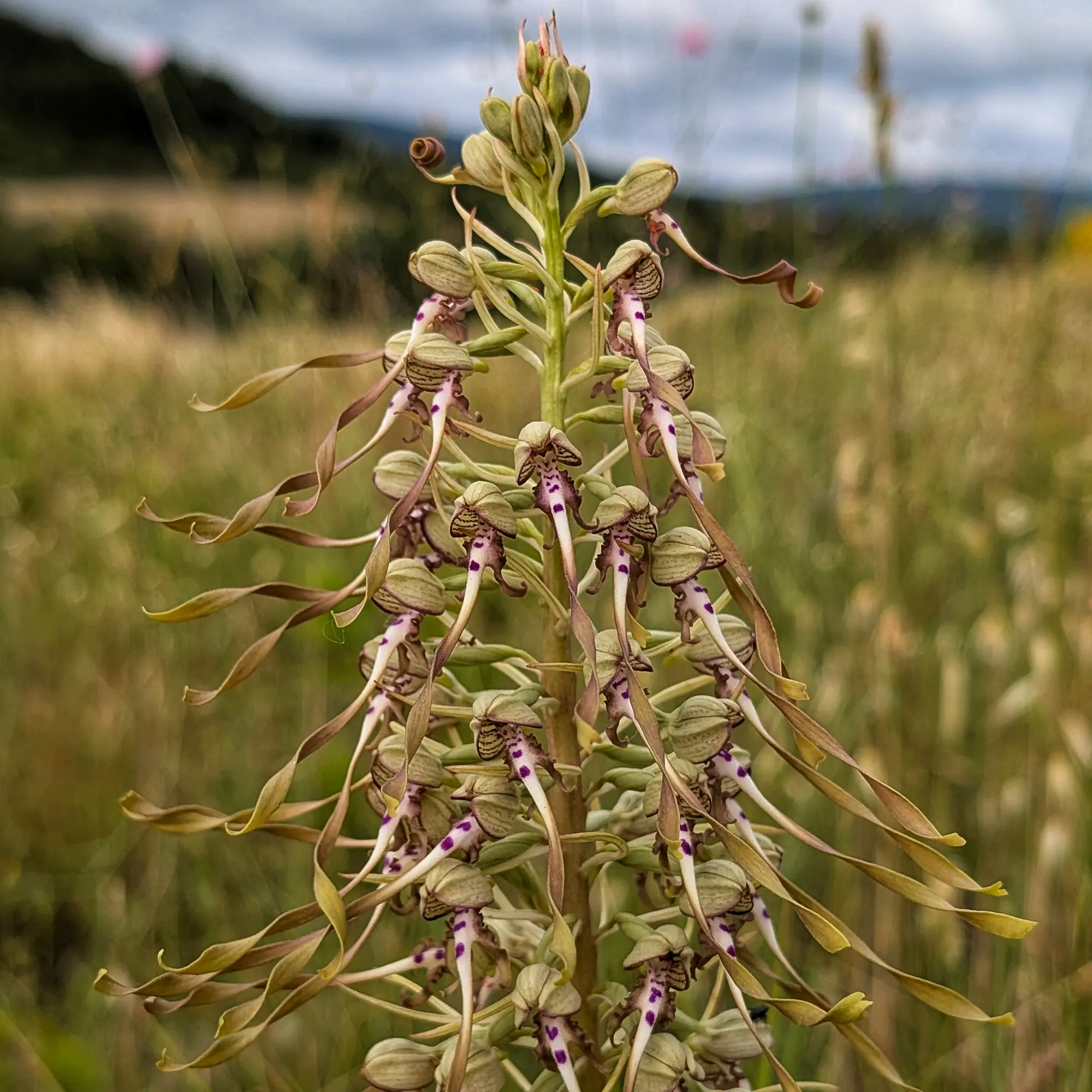 Ejemplar de Himantoglossum hircinum de las Corbières (Francia)