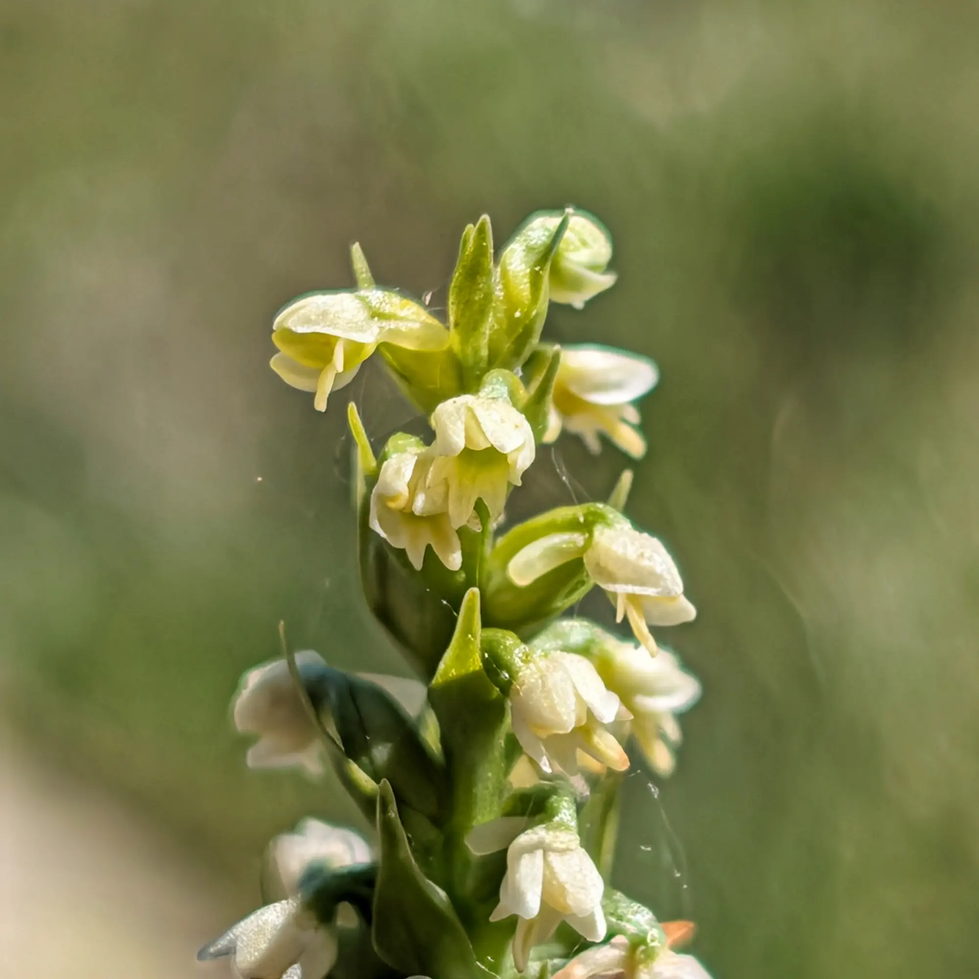 Primer pla d'una espiga de Pseudorchis albida amb nombroses flors petites de color blanc groguenc pàl·lid sobre fons verd difuminat.