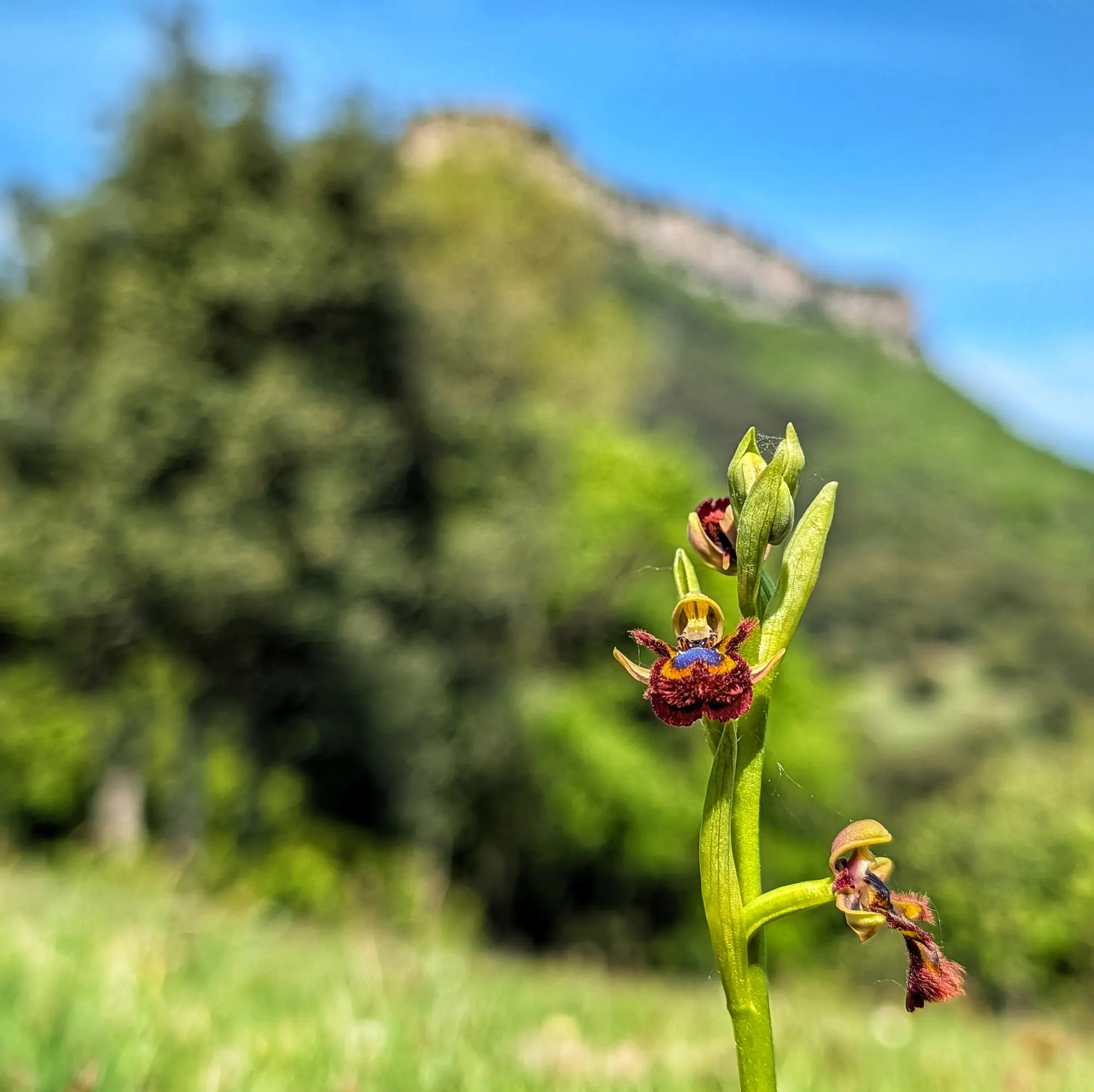 Close-up of Ophrys speculum orchid with striking blue and velvety reddish-brown petals. Blurred green background.