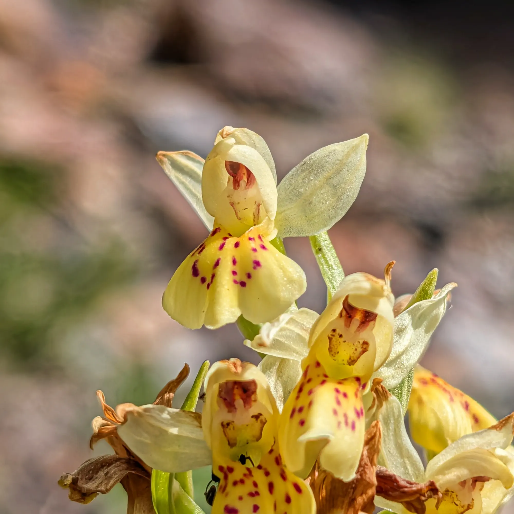 Primer pla d'orquídies Dactylorhiza sambucina grogues amb taques morades sobre un fons natural desenfocat.
