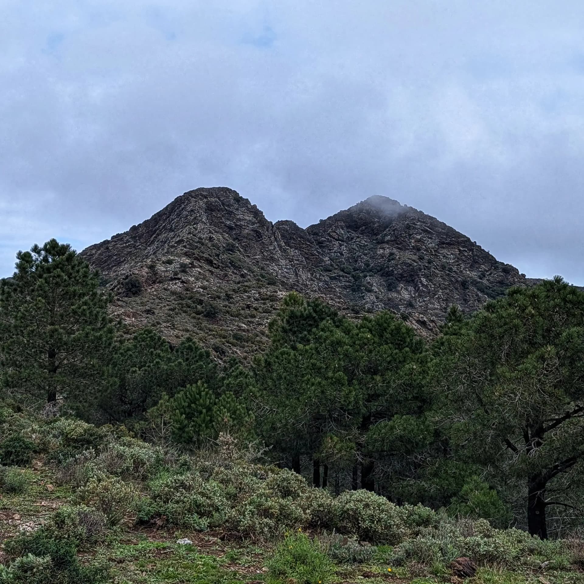 Montaña Orelles de la Mula con dos picos rocosos, uno con niebla, sobre pinar y sotobosque bajo cielo nublado.