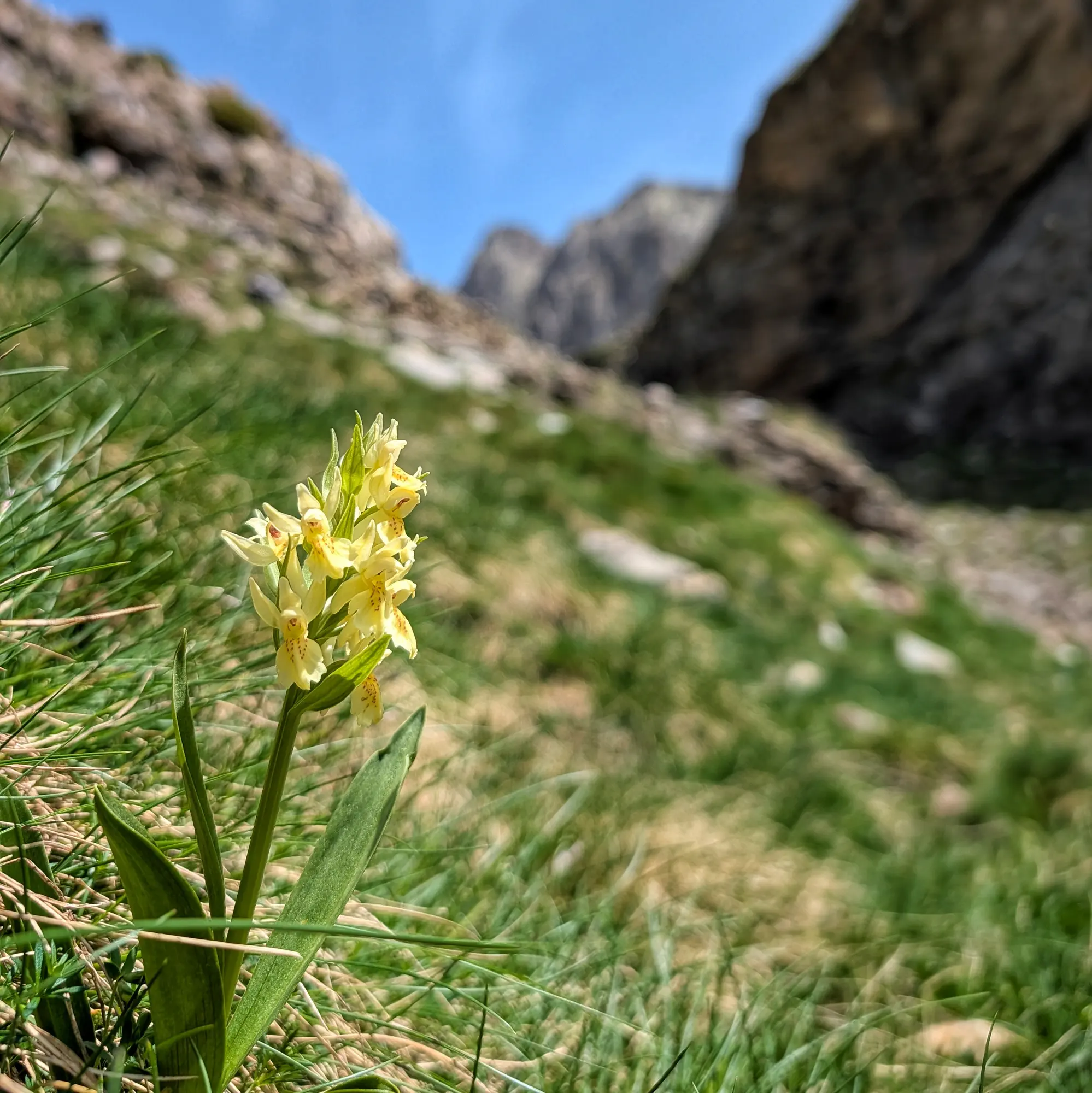Orquídies Dactylorhiza sambucina amb fulles verdes en un entorn natural, amb els ibons de Barbarisa visibles al fons.