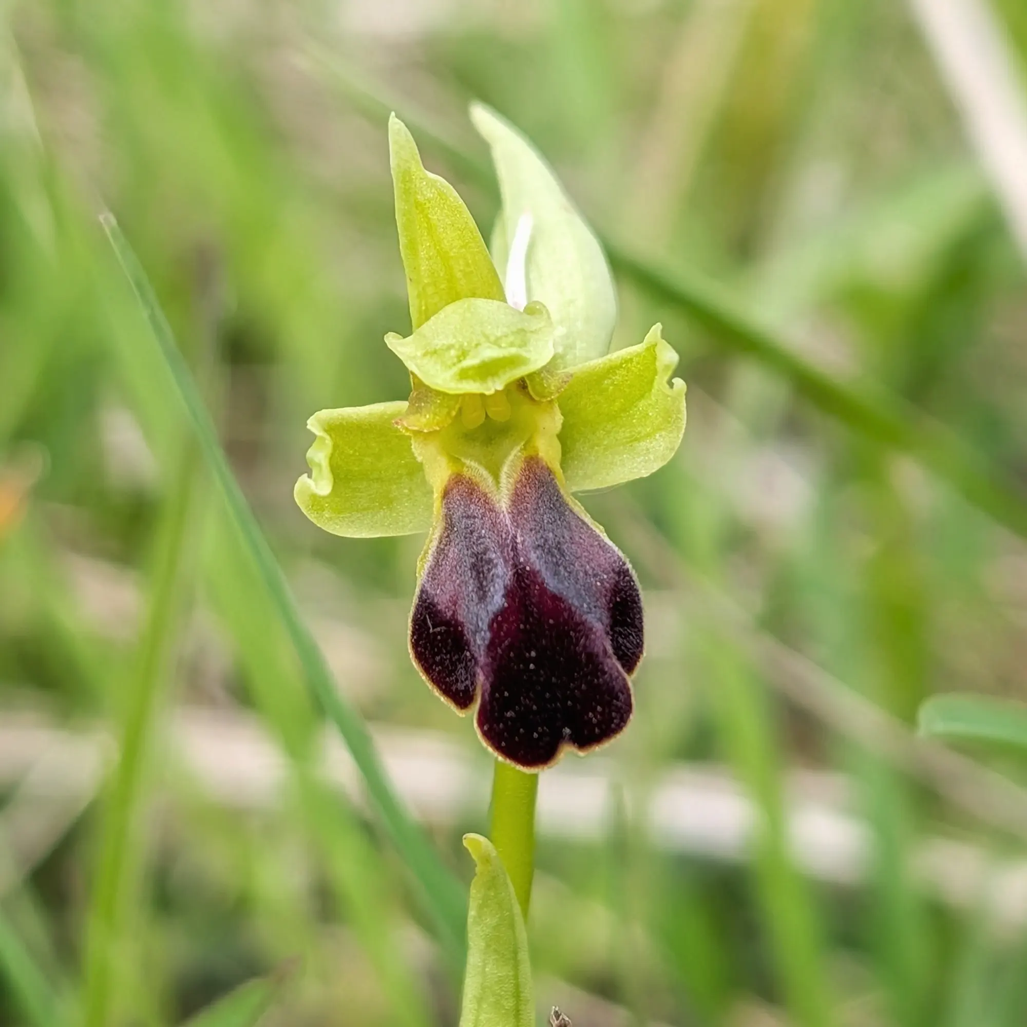 Primer pla d'una orquídia Ophrys funerea verda i porpra fosca amb label vellutat sobre un fons verd desenfocat.