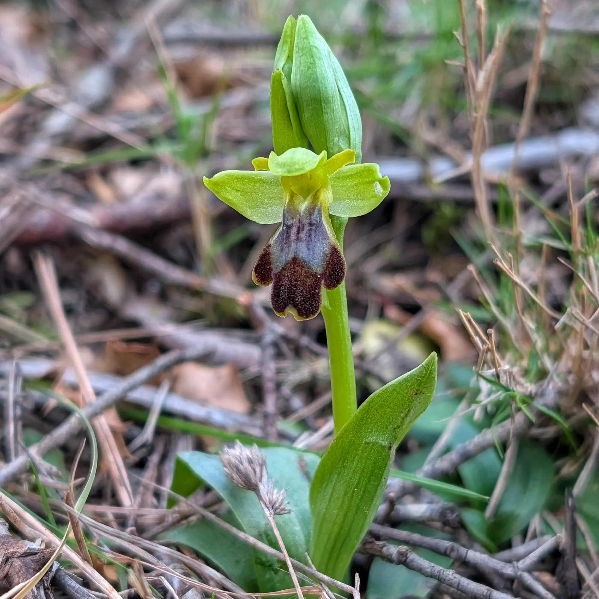 Ophrys forestieri from Montgrí in close-up, showing detailed flowers.