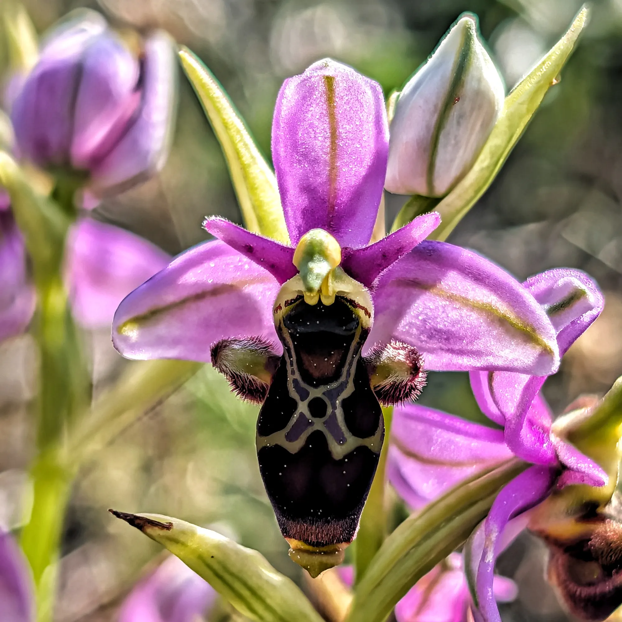 Primer pla d'orquídia Ophrys scolopax morada amb label fosc i dissenyat, sobre fons verd suau i borrós.
