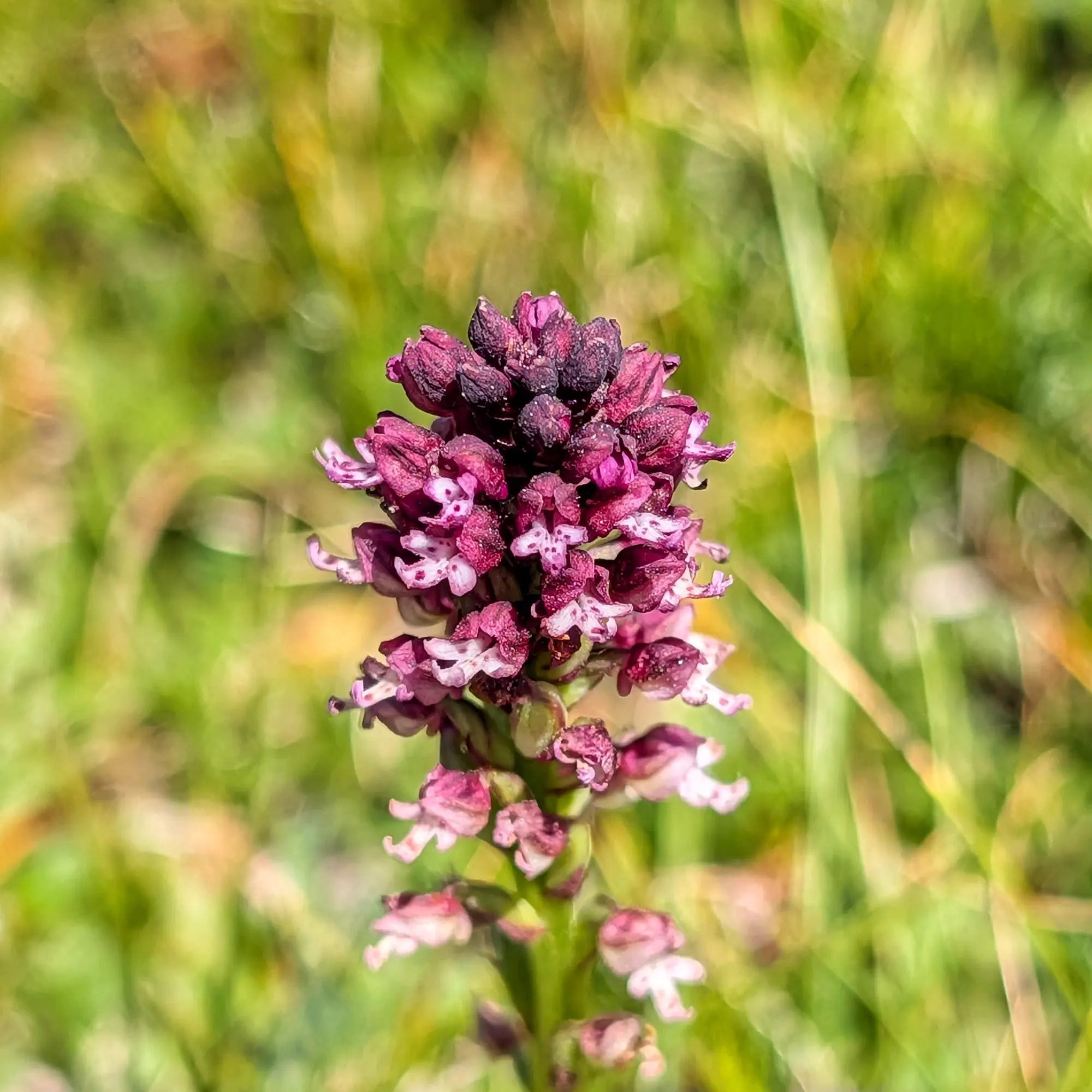 Neotinea ustulata, the Burnt Orchid, captured in a close-up during a hike at Costa Pubilla. Close-up of a purple and white Neotinea ustulata orchid spike against a blurred green background.