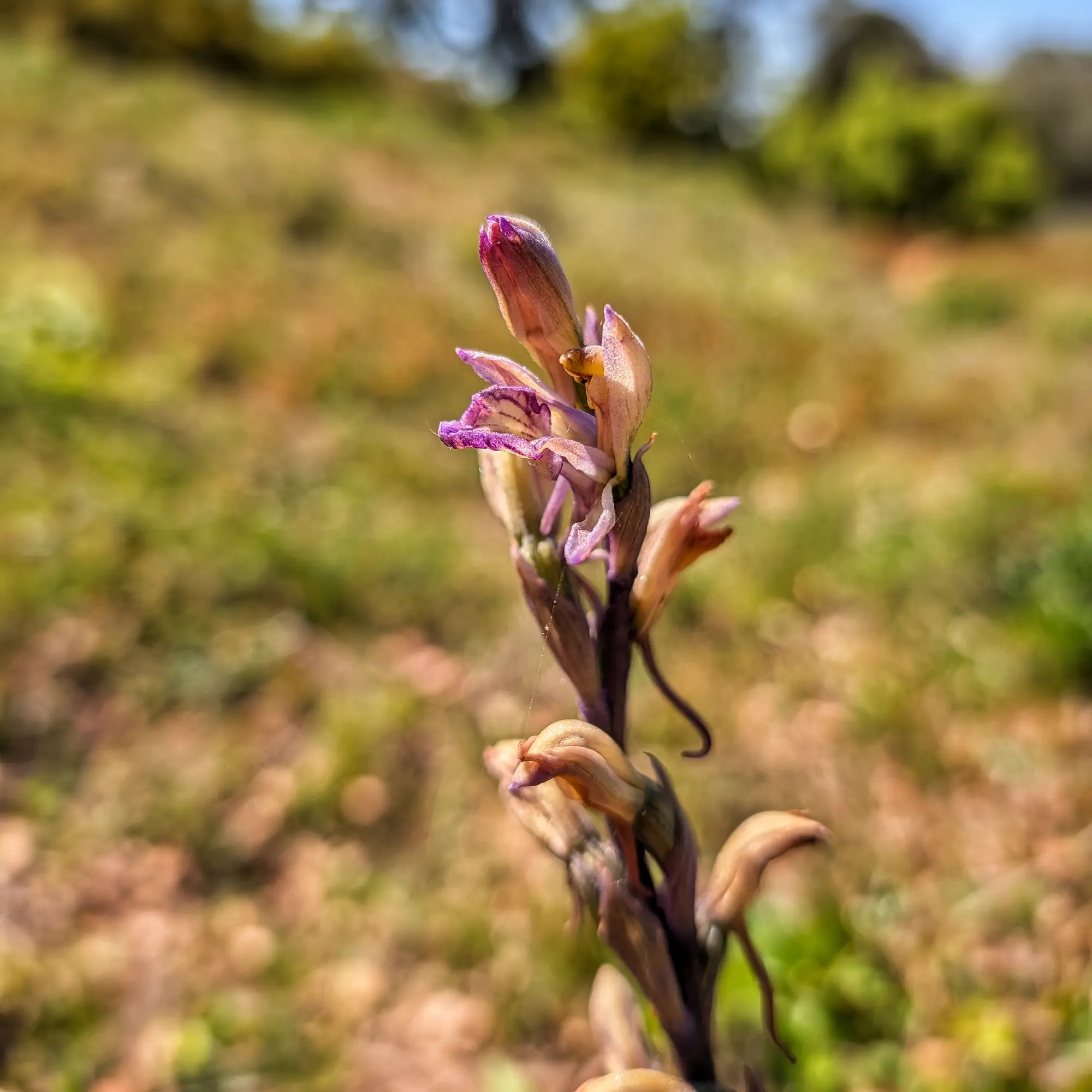 Primer plano de una Limodorum abortivum con flores púrpuras y marrones, contra un fondo de campo borroso.