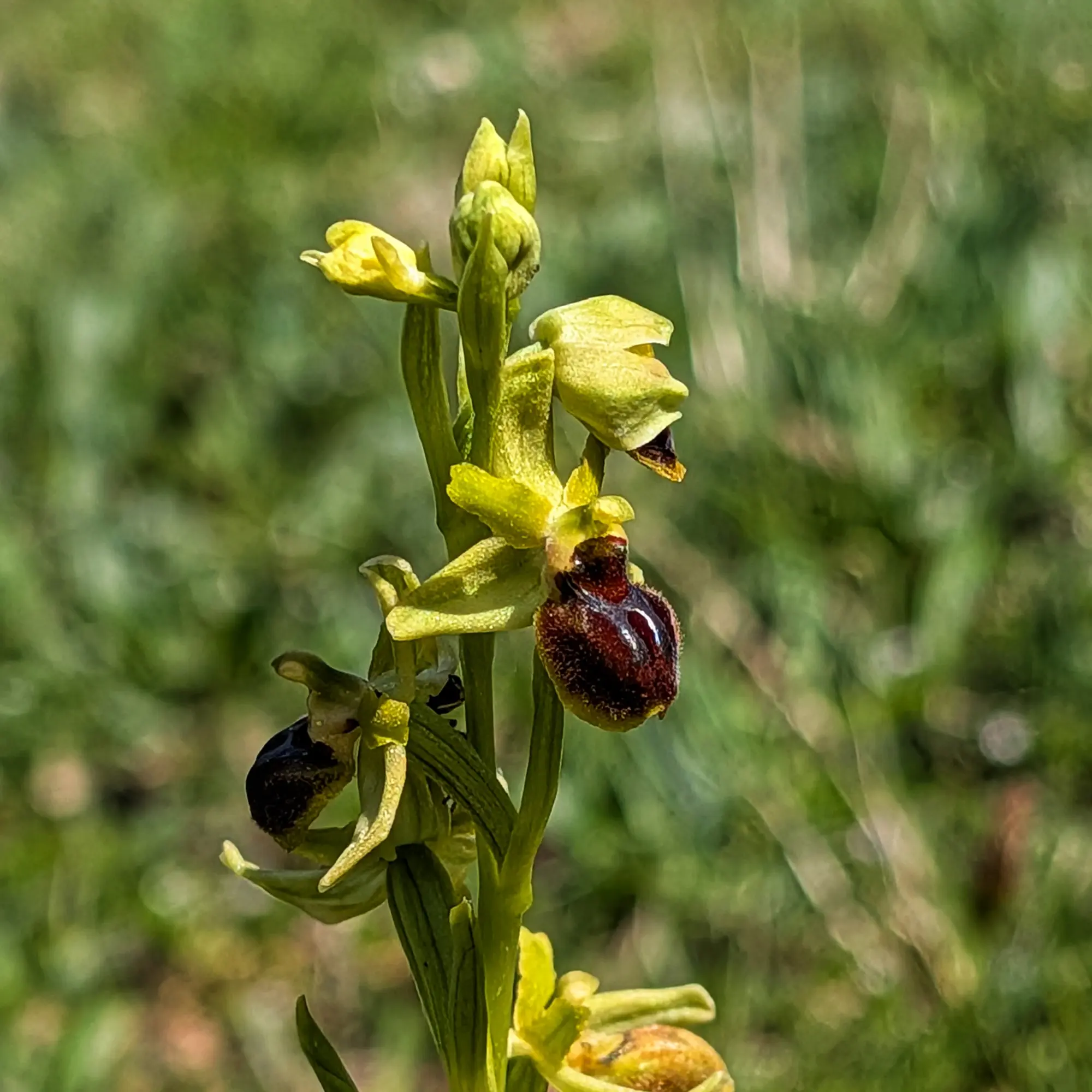 Close-up of Early Spider-orchid (Ophrys araneola) with yellowish-green petals and dark brown, hairy labellum.