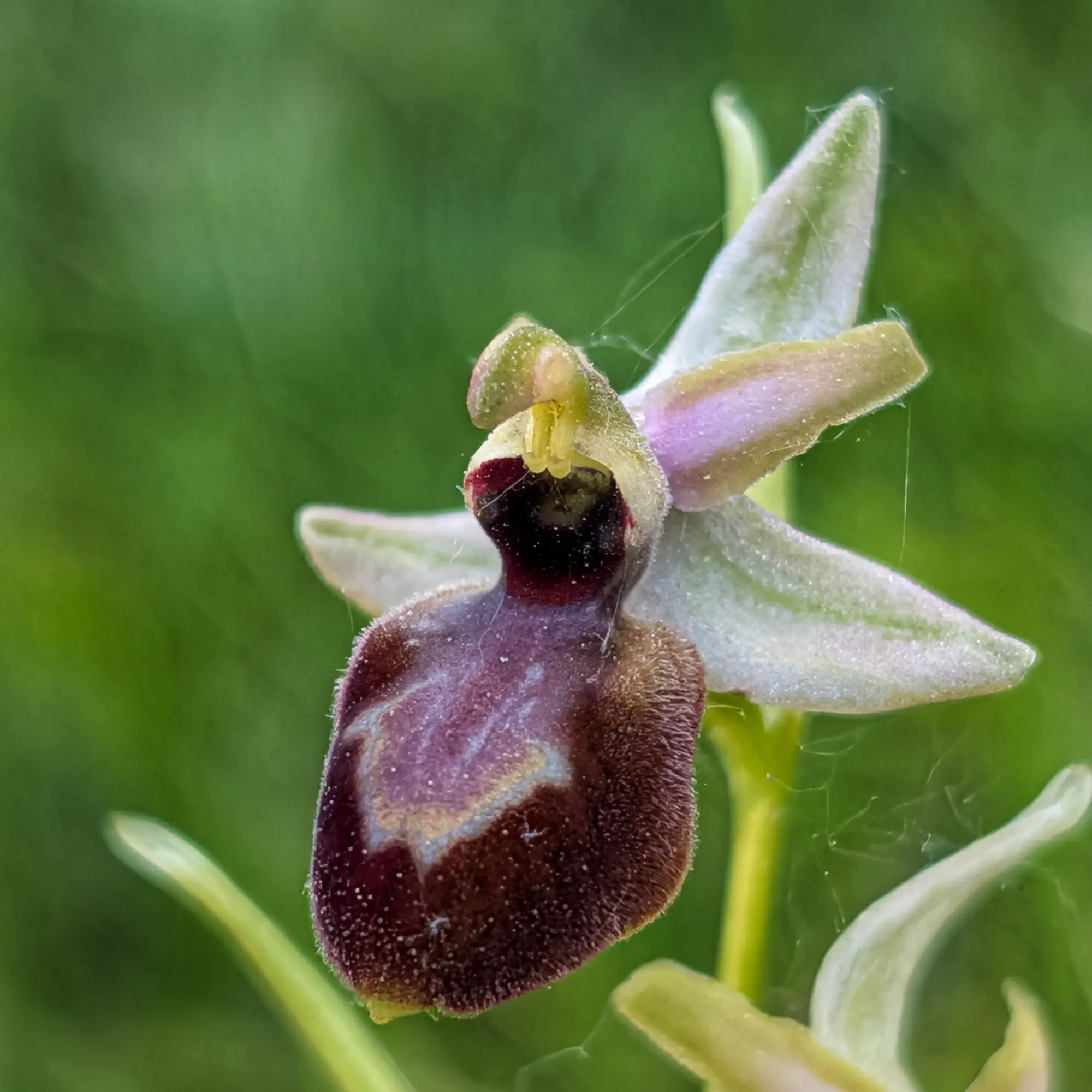 Close-up of an Ophrys passionis orchid, with light petals and a dark purplish-brown, velvety labellum against a blurred green background.