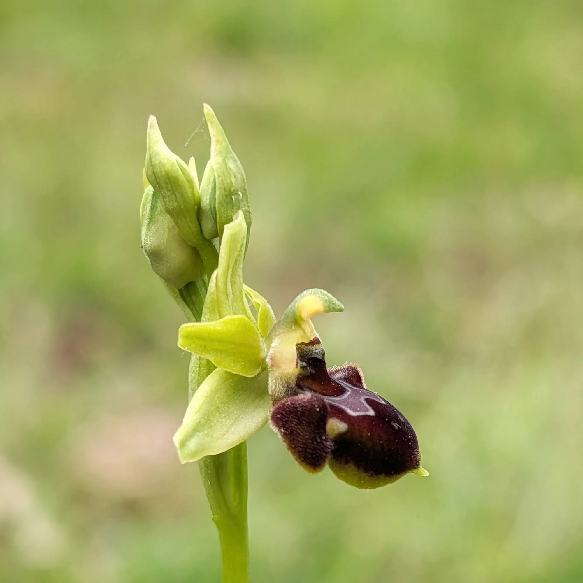 Orquídia Ophrys ×nouletii amb label marró-vermellós i sèpals verds, sobre fons verd difuminat.