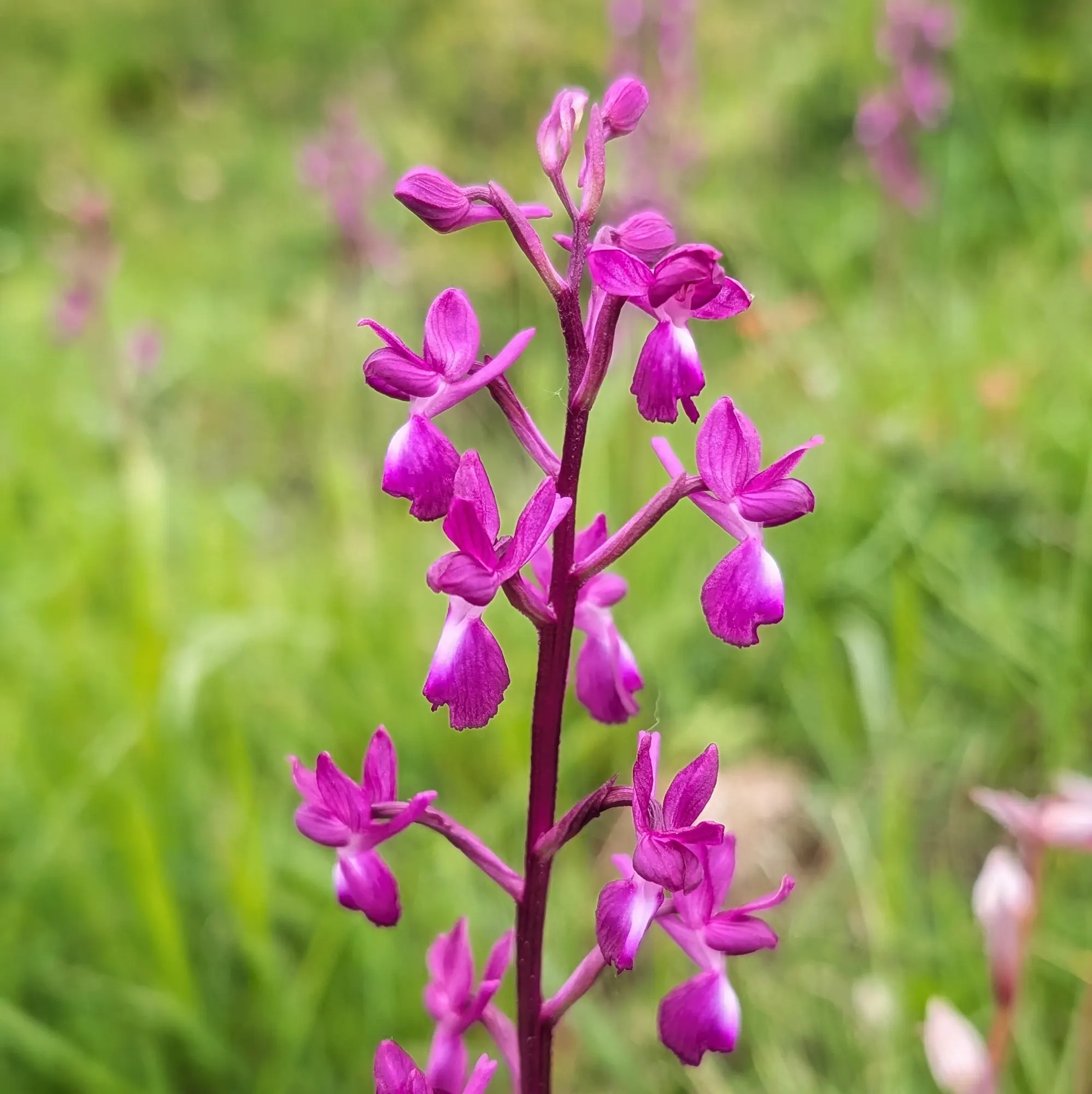 Orquídia Anacamptis laxiflora amb flors de color magenta i blanc, sobre un fons verd borros.